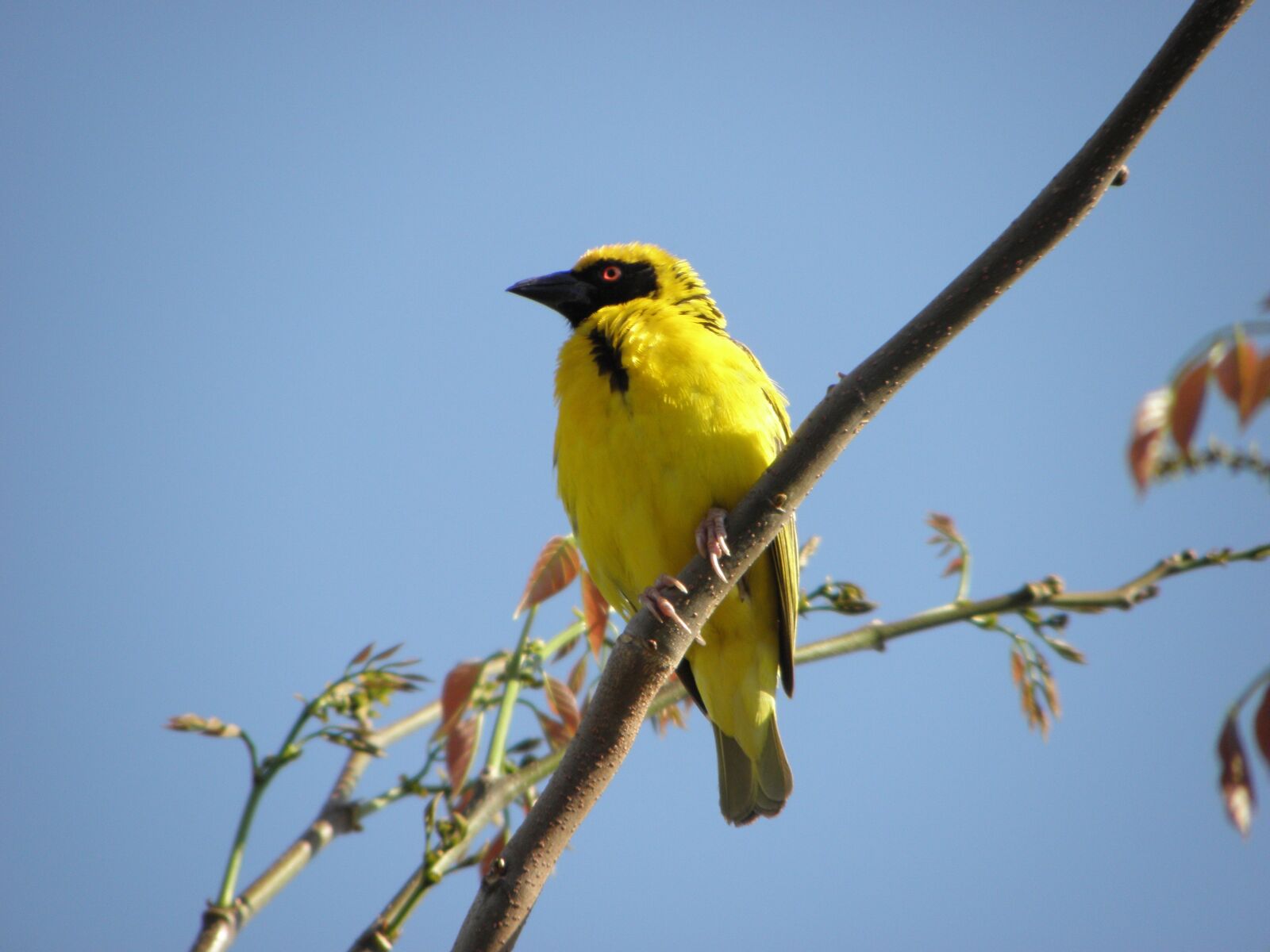 Olympus SP590UZ sample photo. Bird, yellow, nature photography