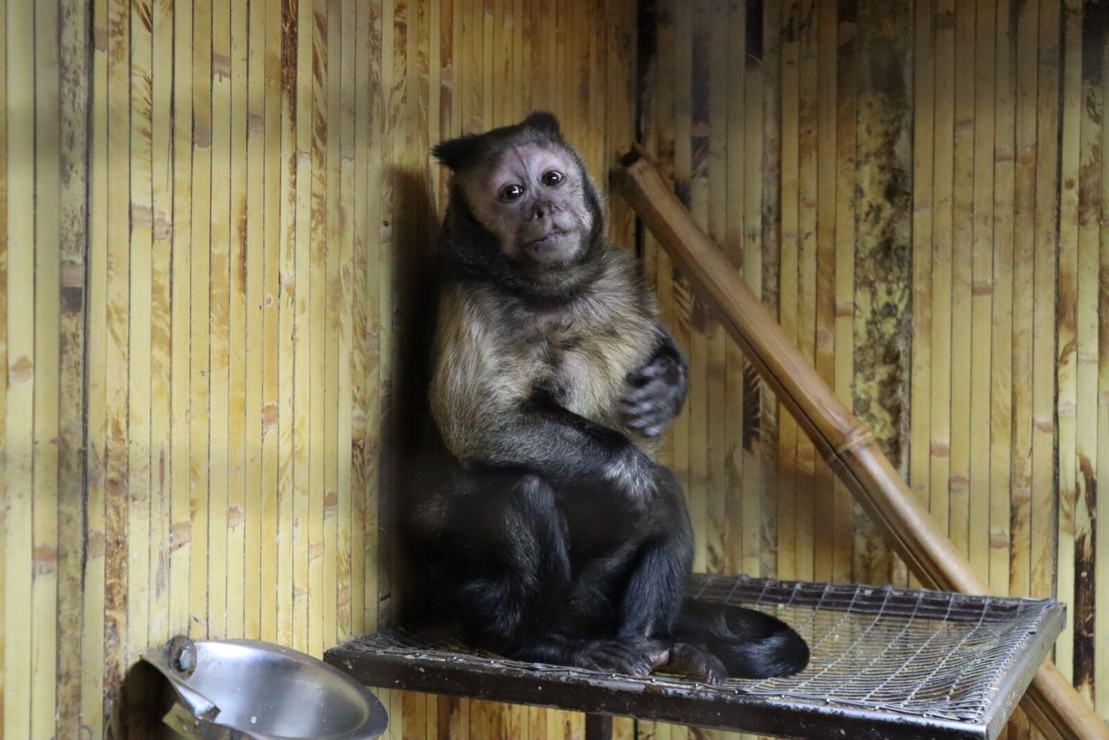 Canon EOS M50 (EOS Kiss M) sample photo. Brown capuchin, monkey, capuchin photography