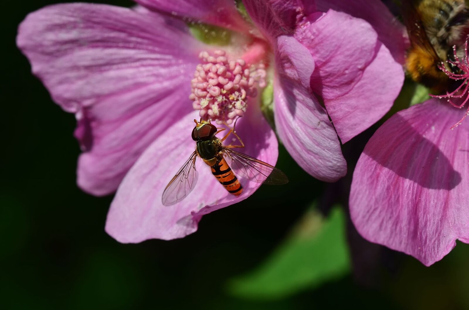 Nikon D7000 sample photo. Flying insect, nature, forage photography