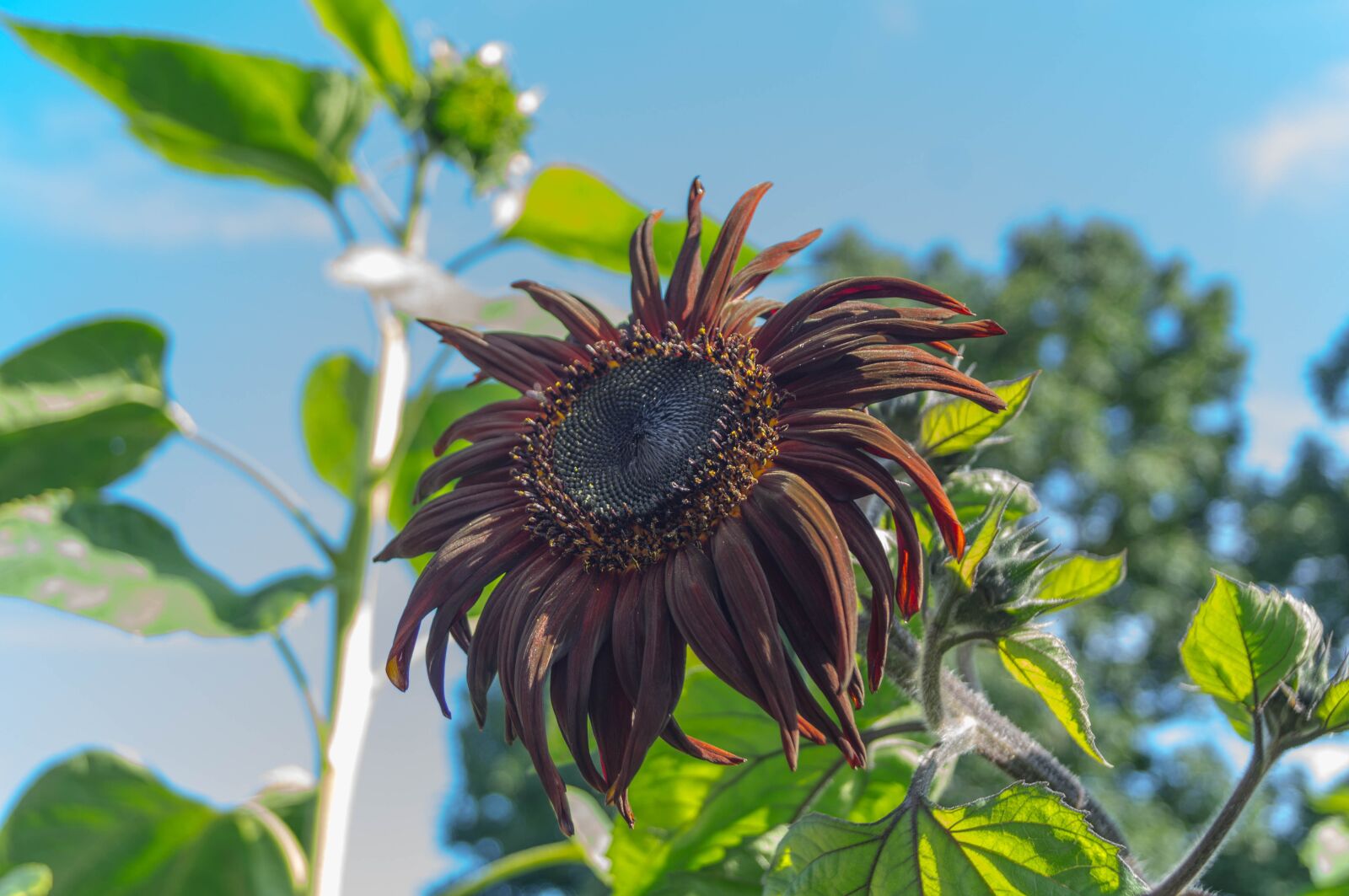 Sony SLT-A37 sample photo. Sunflower, nature, summer photography