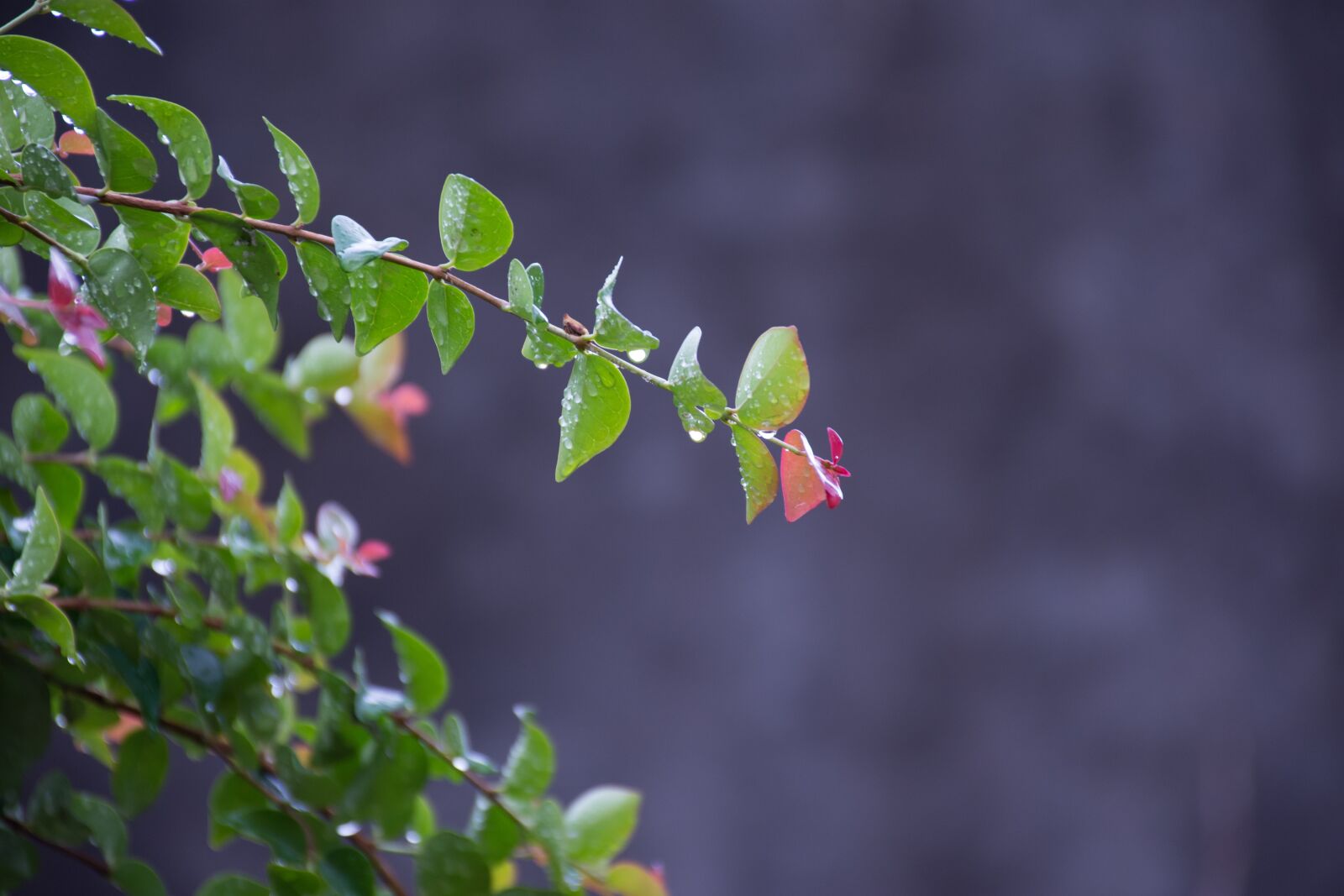 Nikon D7200 sample photo. Leaf, plant, nature photography
