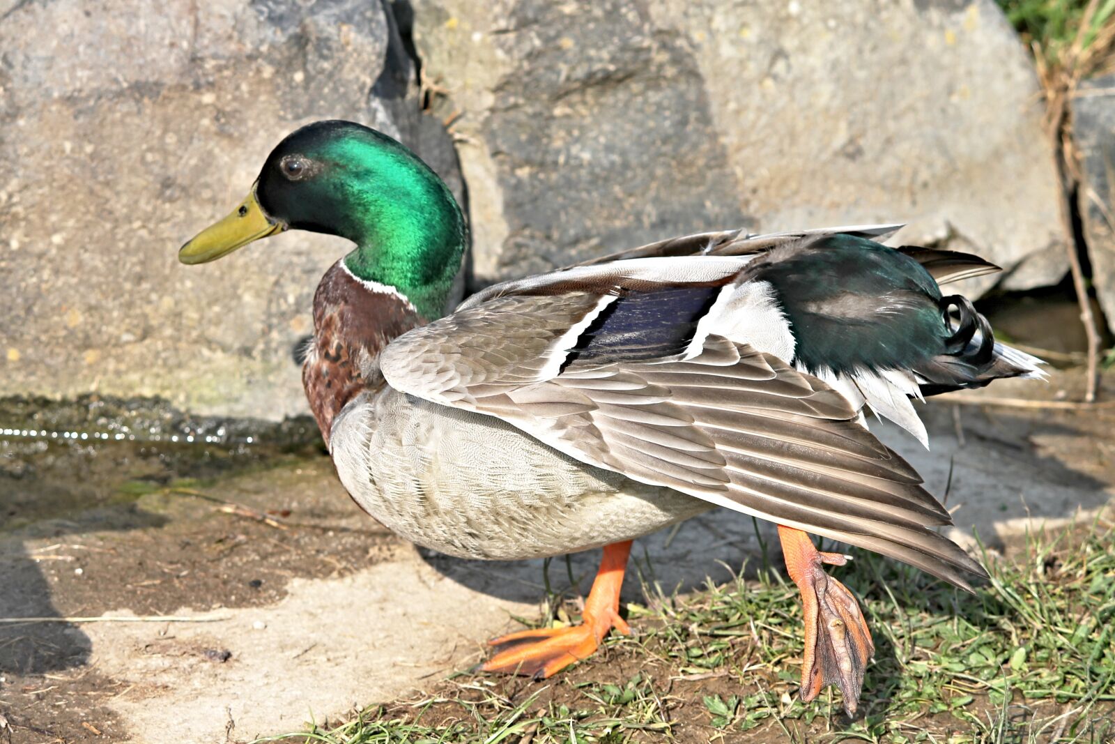 Canon EOS 1100D (EOS Rebel T3 / EOS Kiss X50) sample photo. Drake, mallard, duck photography