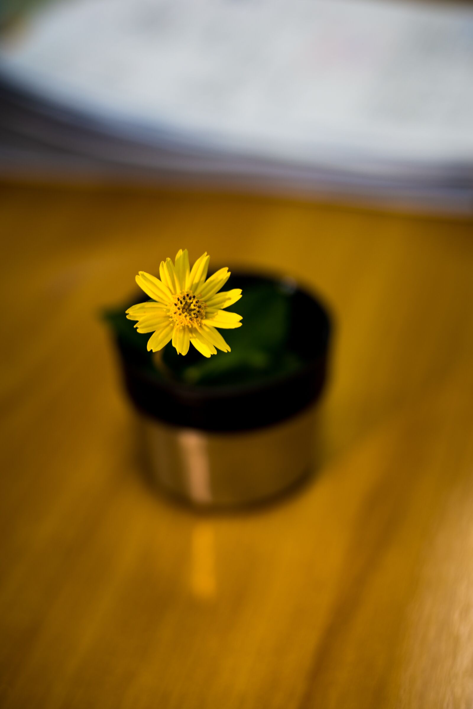 Canon EOS RP sample photo. Flowers studs in gold photography
