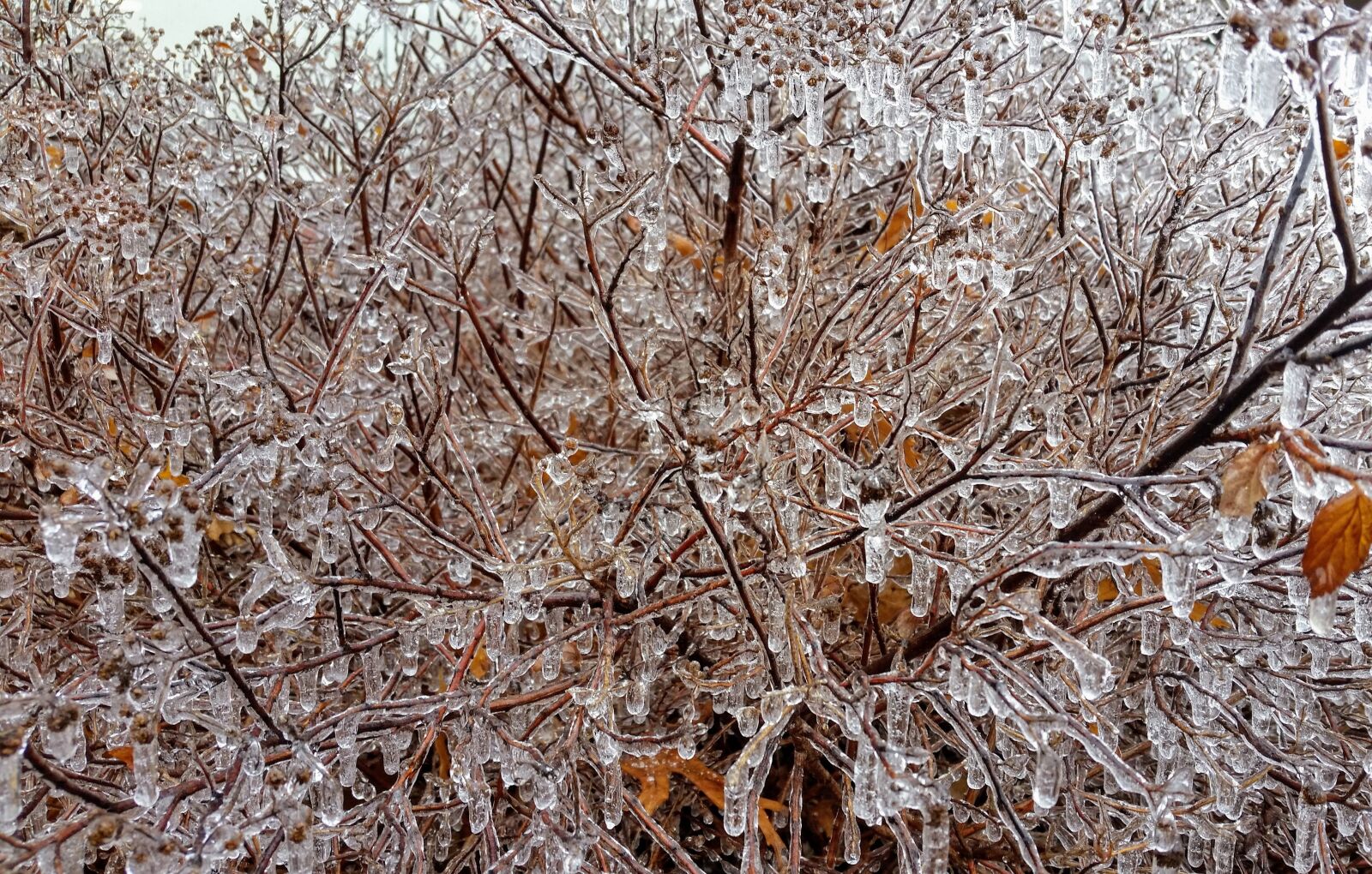 Samsung Galaxy S5 sample photo. Tree, nature, season photography