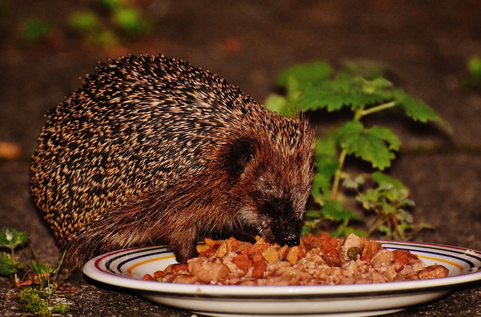 Nikon D7200 sample photo. Hedgehog, animal, spur photography