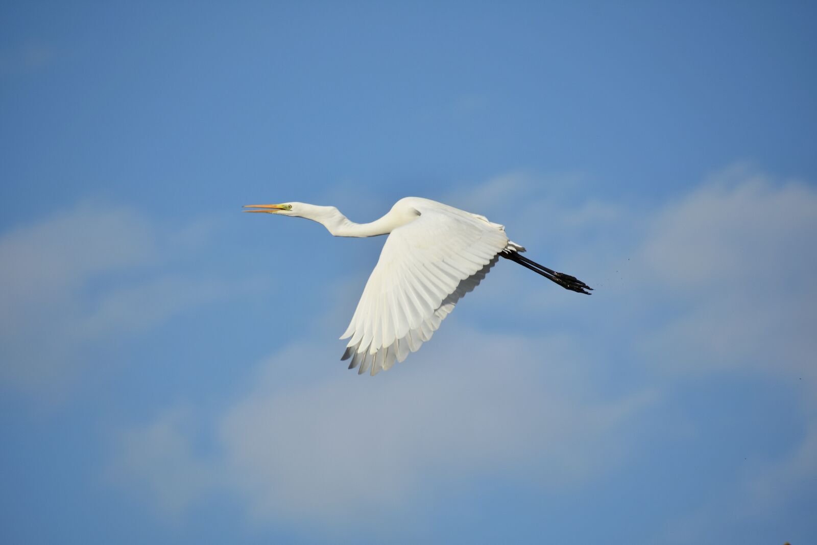 Nikon D7200 sample photo. Animal, sky, cloud photography