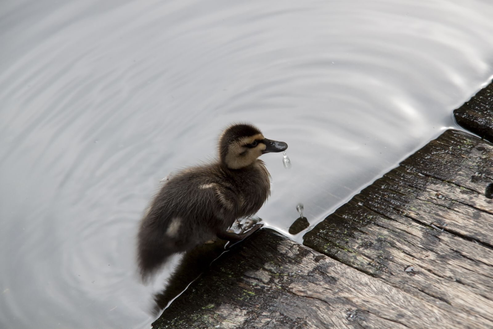 Canon EOS 500D (EOS Rebel T1i / EOS Kiss X3) sample photo. Duck, wood, water photography