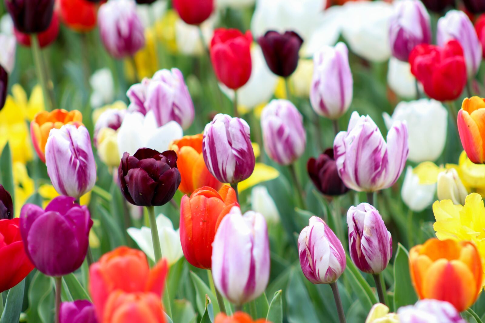 Canon EF 75-300mm f/4-5.6 USM sample photo. Colorful, tulips, summer photography