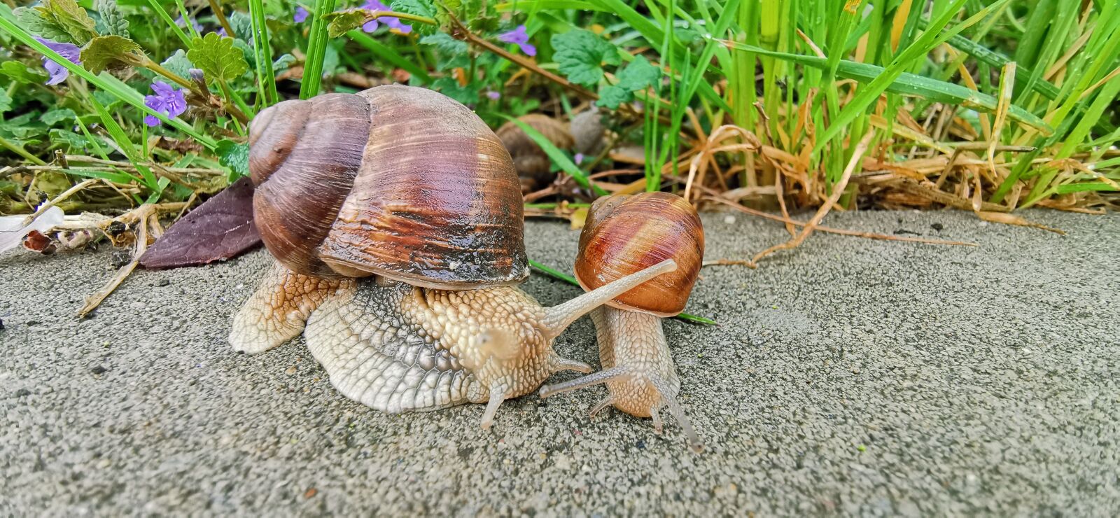HUAWEI P30 Pro sample photo. Snail family, snails on photography