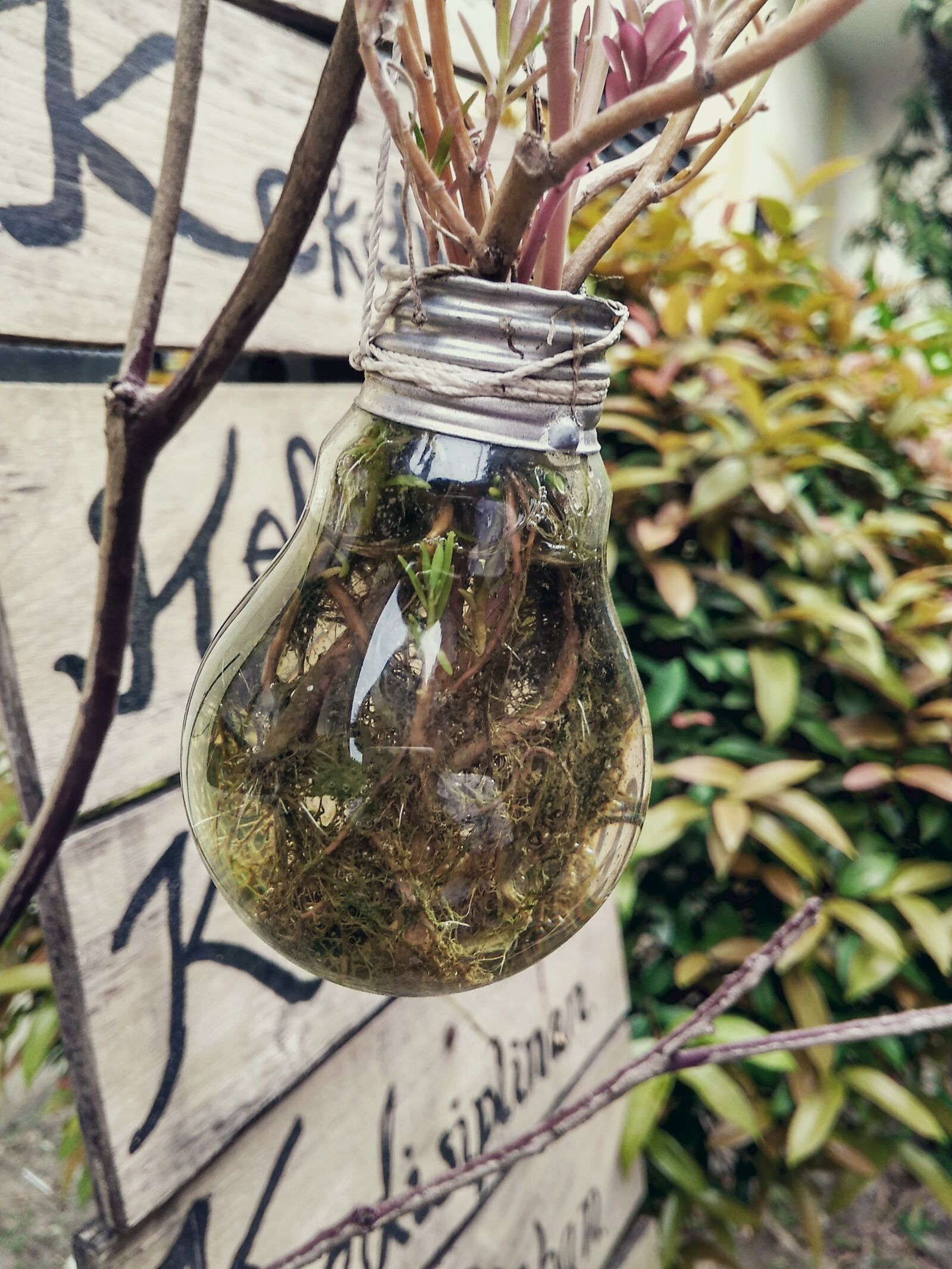 Xiaomi Redmi 4A sample photo. Lamp, plants, think photography