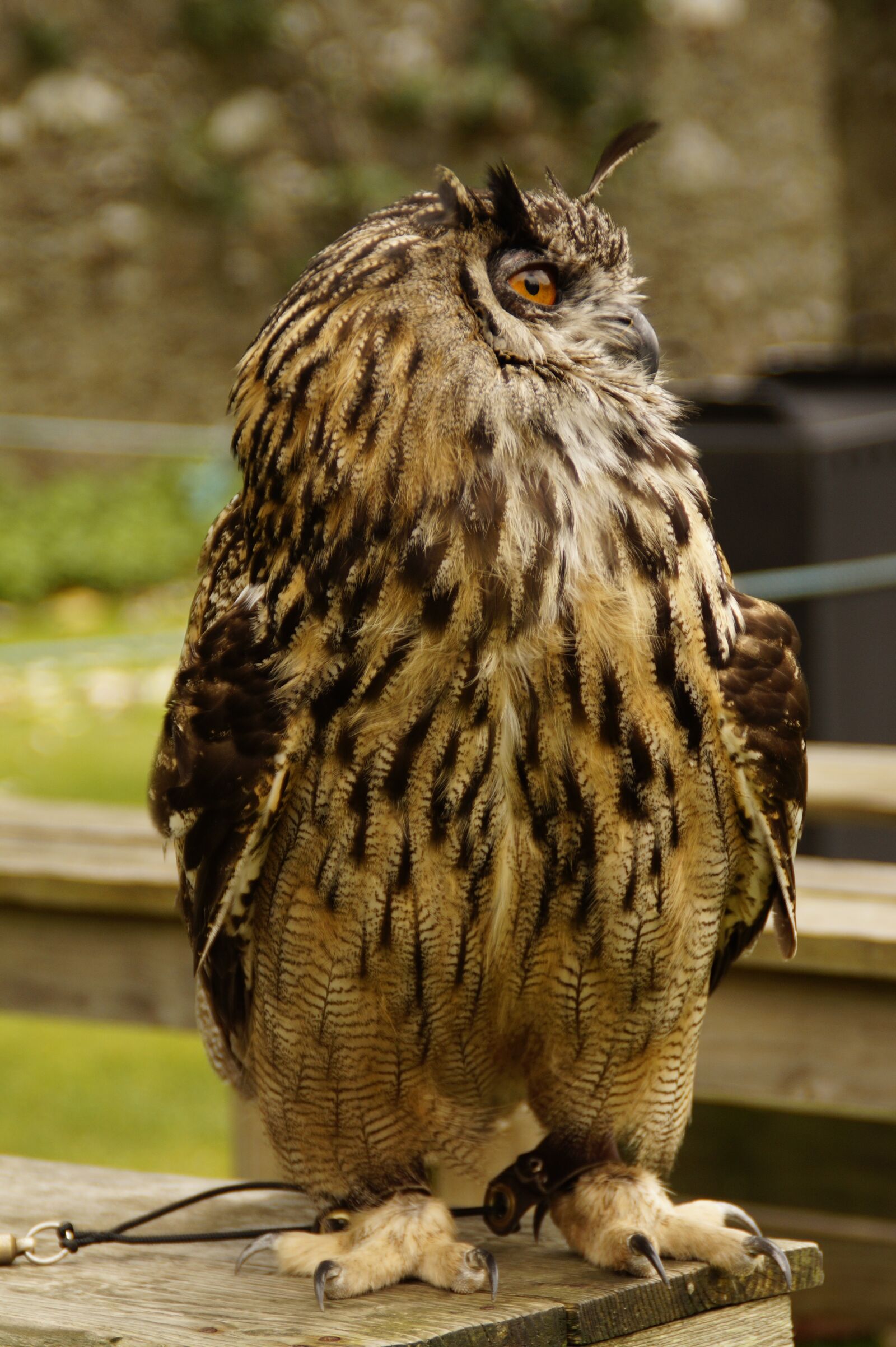 Sony SLT-A58 sample photo. Owl, eagle owl, falconry photography