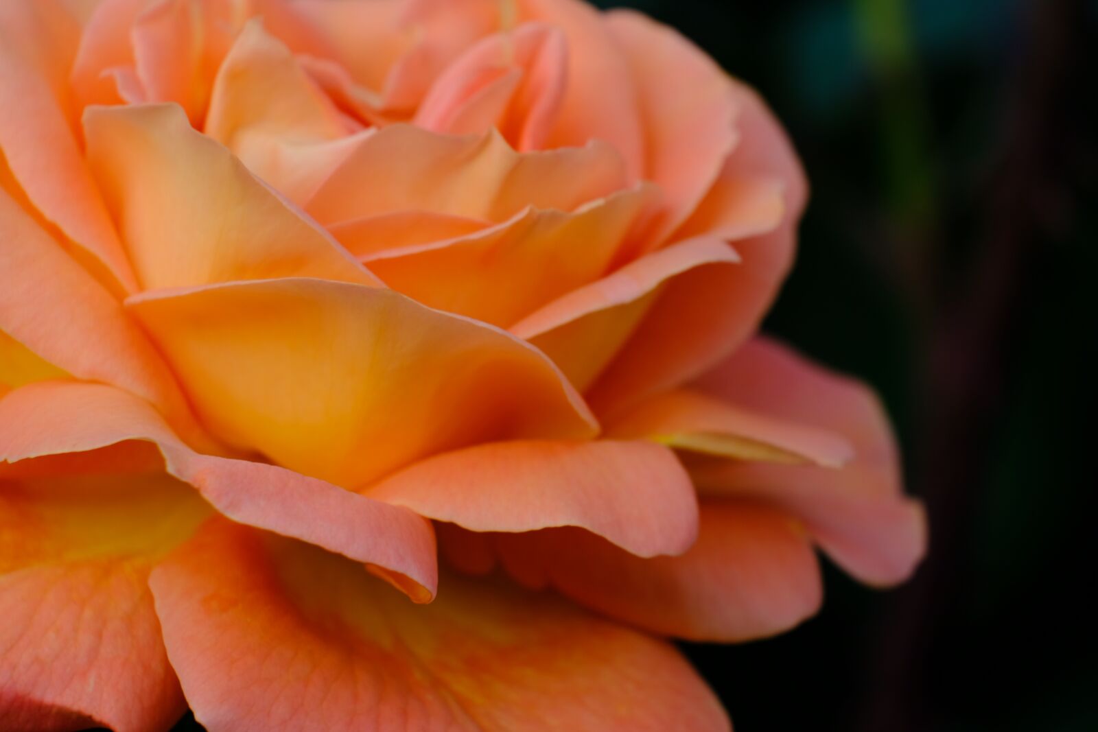 Fujifilm X-T20 + Fujifilm XC 50-230mm F4.5-6.7 OIS II sample photo. Flowers, petal, natural photography