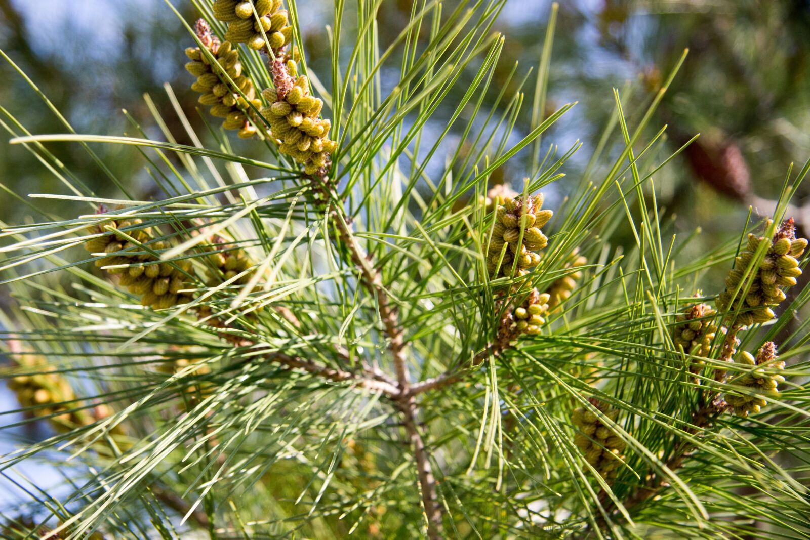 Canon EOS 100D (EOS Rebel SL1 / EOS Kiss X7) + Canon EF-S 17-85mm F4-5.6 IS USM sample photo. Needles, spruce, christmas tree photography