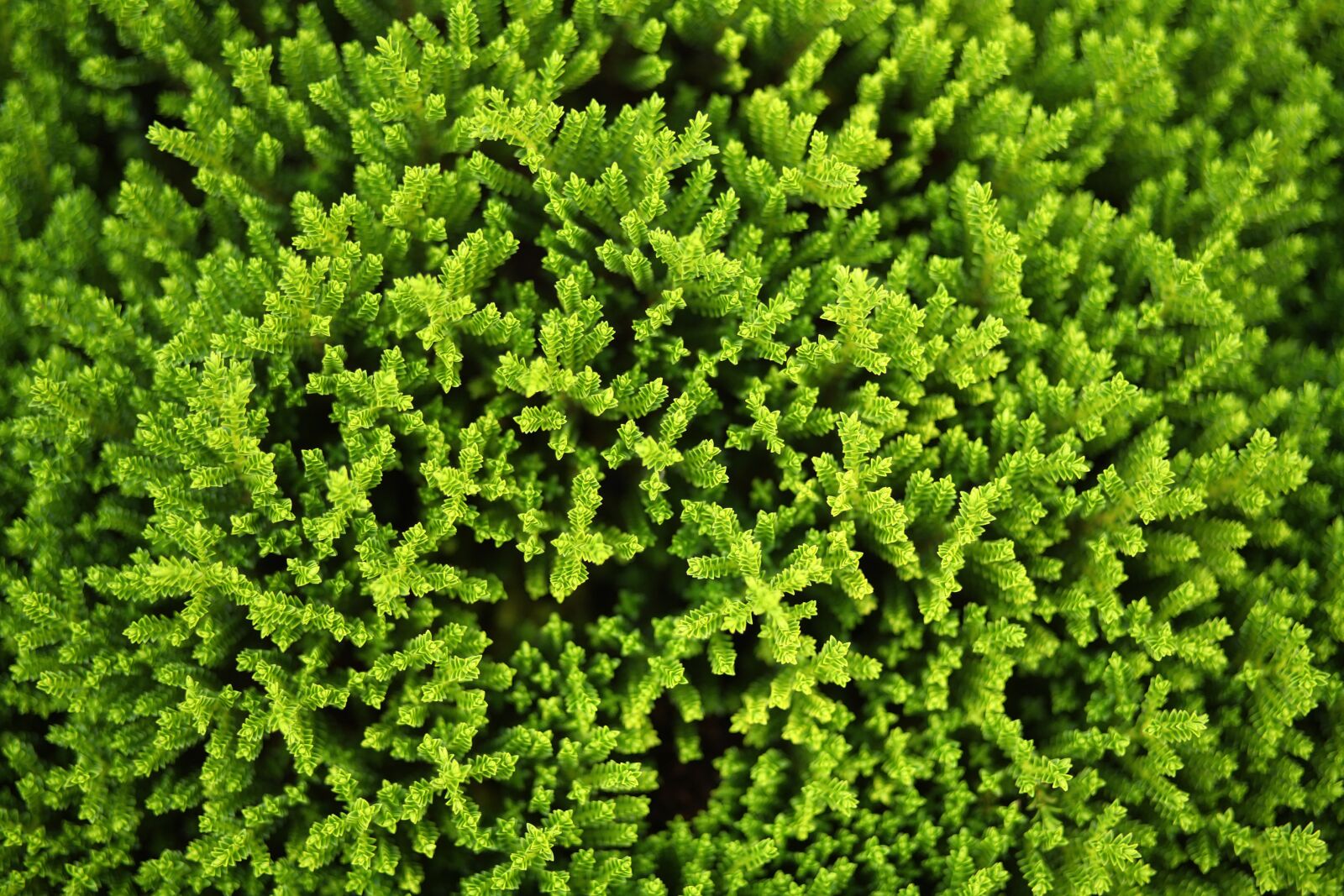 Canon EOS 5D sample photo. Nature, texture, plant photography