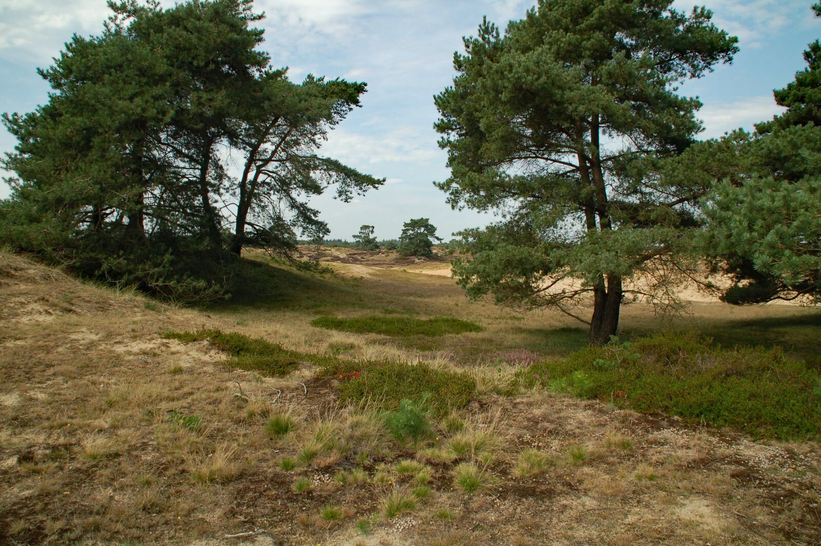 Nikon D50 sample photo. Nature, landscape, trees photography