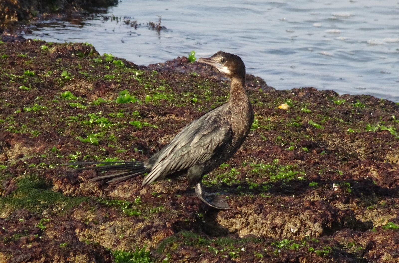 Sony Cyber-shot DSC-HX90V sample photo. Bird, little cormorant, microcarbo photography