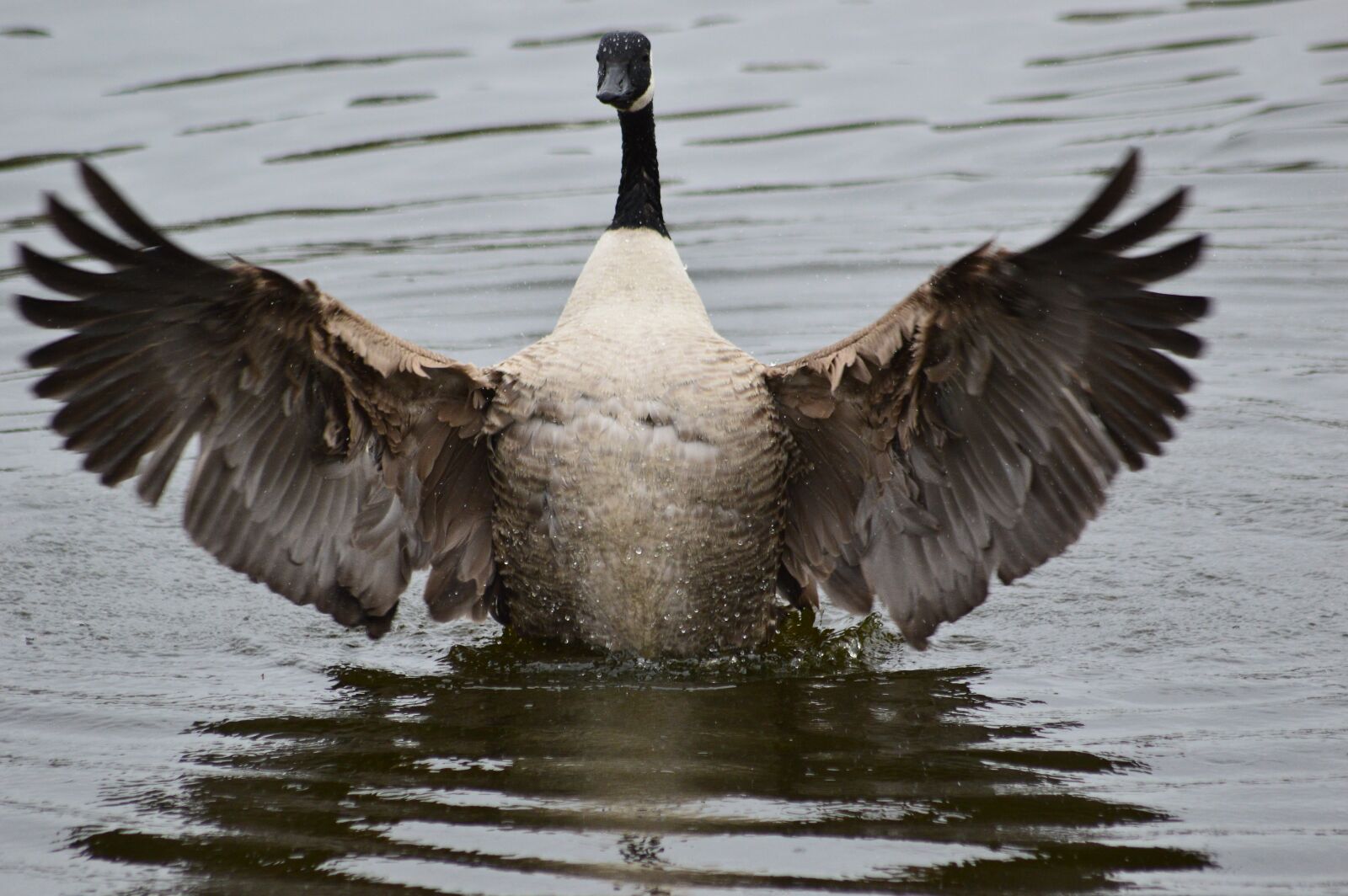 Nikon D3200 sample photo. Goose, standing, on photography