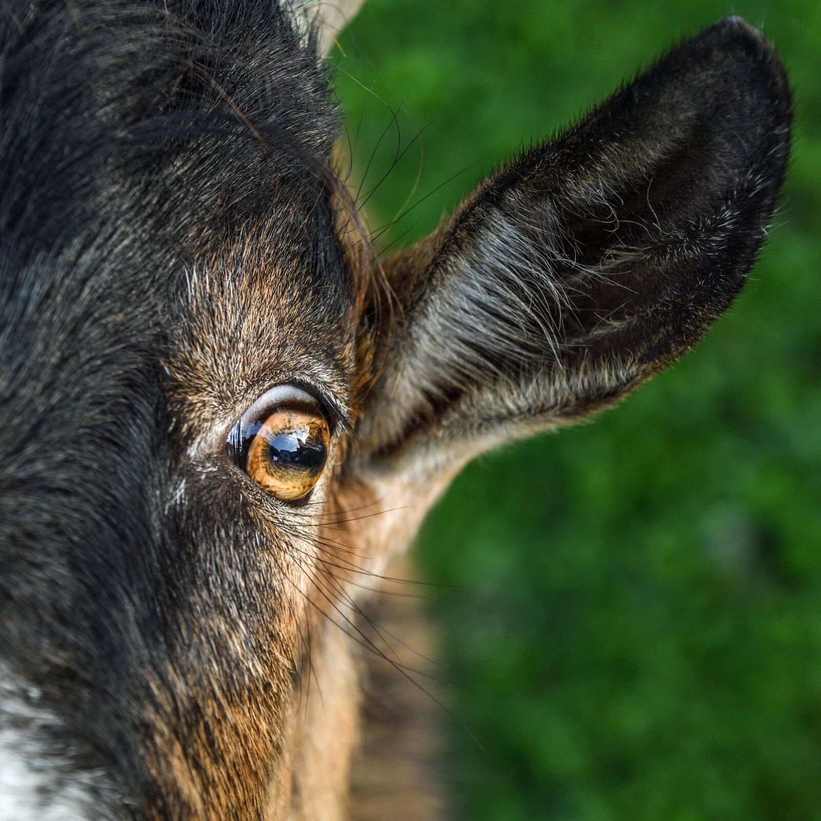 Nikon D500 sample photo. Goat, young, eye photography