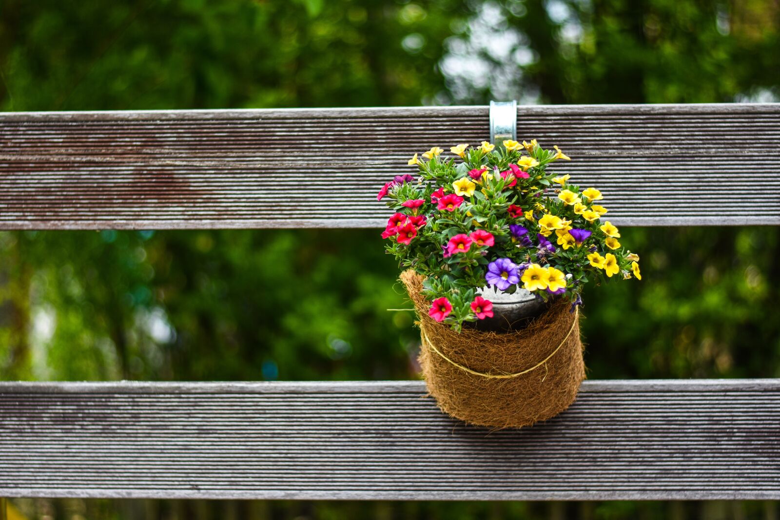 Nikon D7200 sample photo. Flowers, decoration, blossom photography