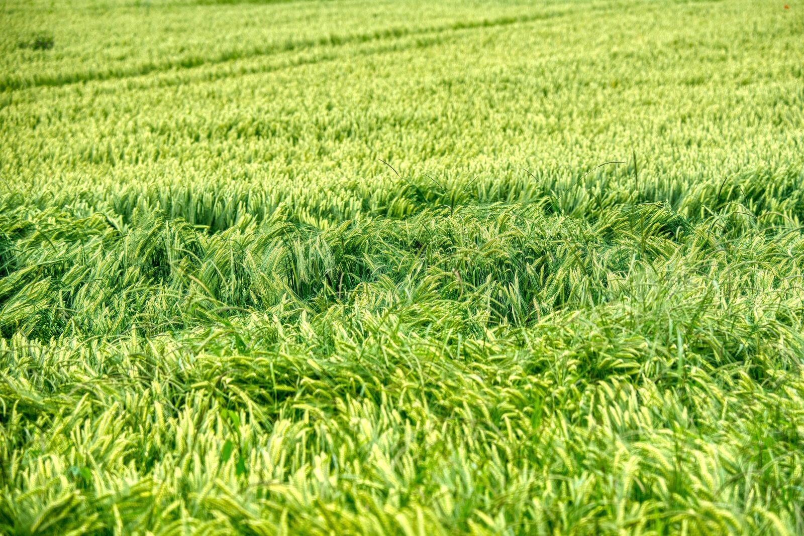Nikon D750 sample photo. Wheat field, grasses, field photography