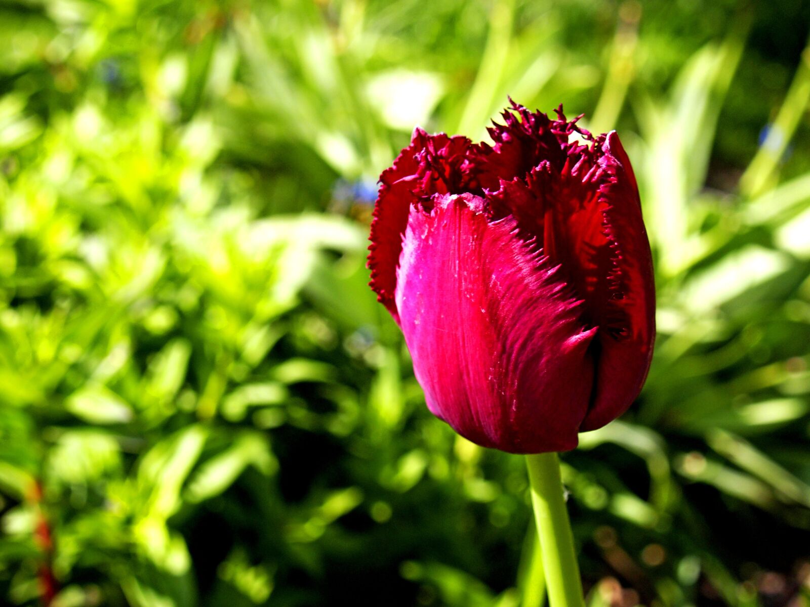 Olympus E-5 sample photo. Tulip, red, flowers photography