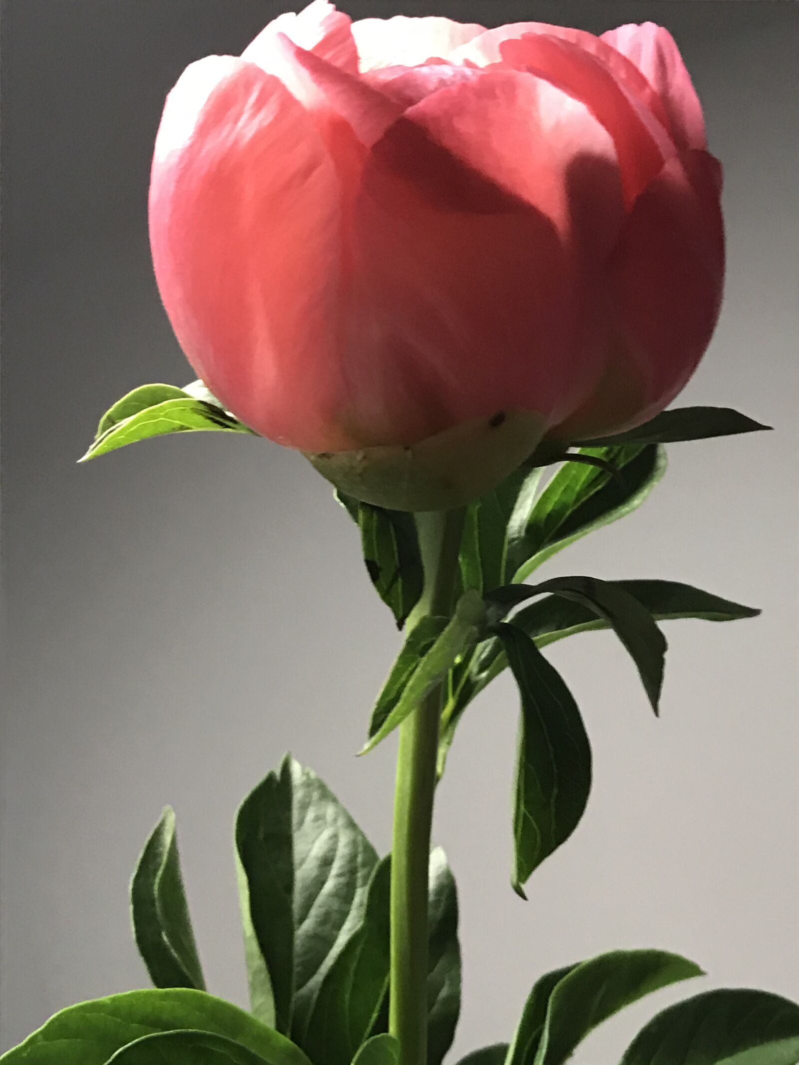 iPhone 7 back camera 3.99mm f/1.8 sample photo. Nature, flower, blossom photography