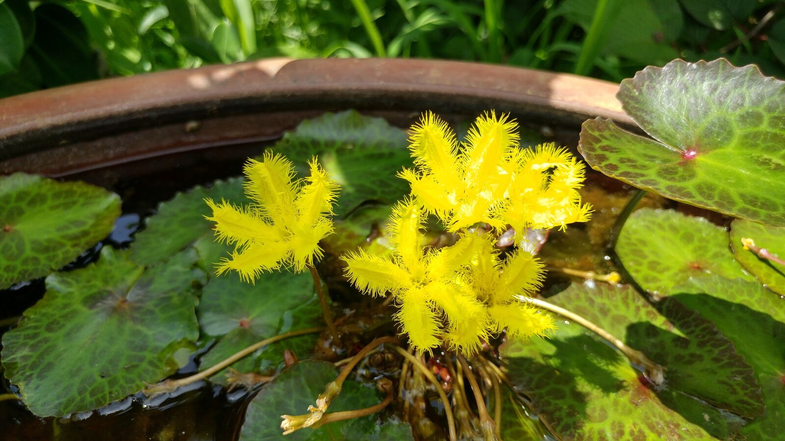 LG G5 sample photo. Flowers, aquatic plants, water photography