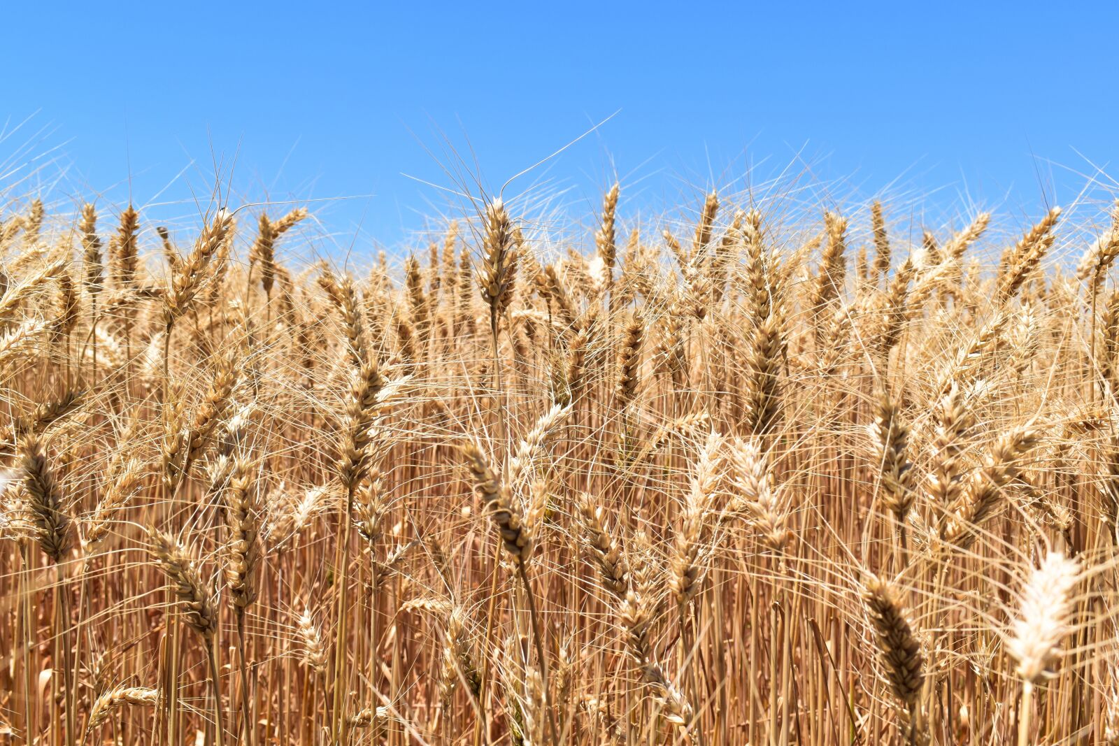Nikon D5500 sample photo. Wheat, cereal, agriculture photography