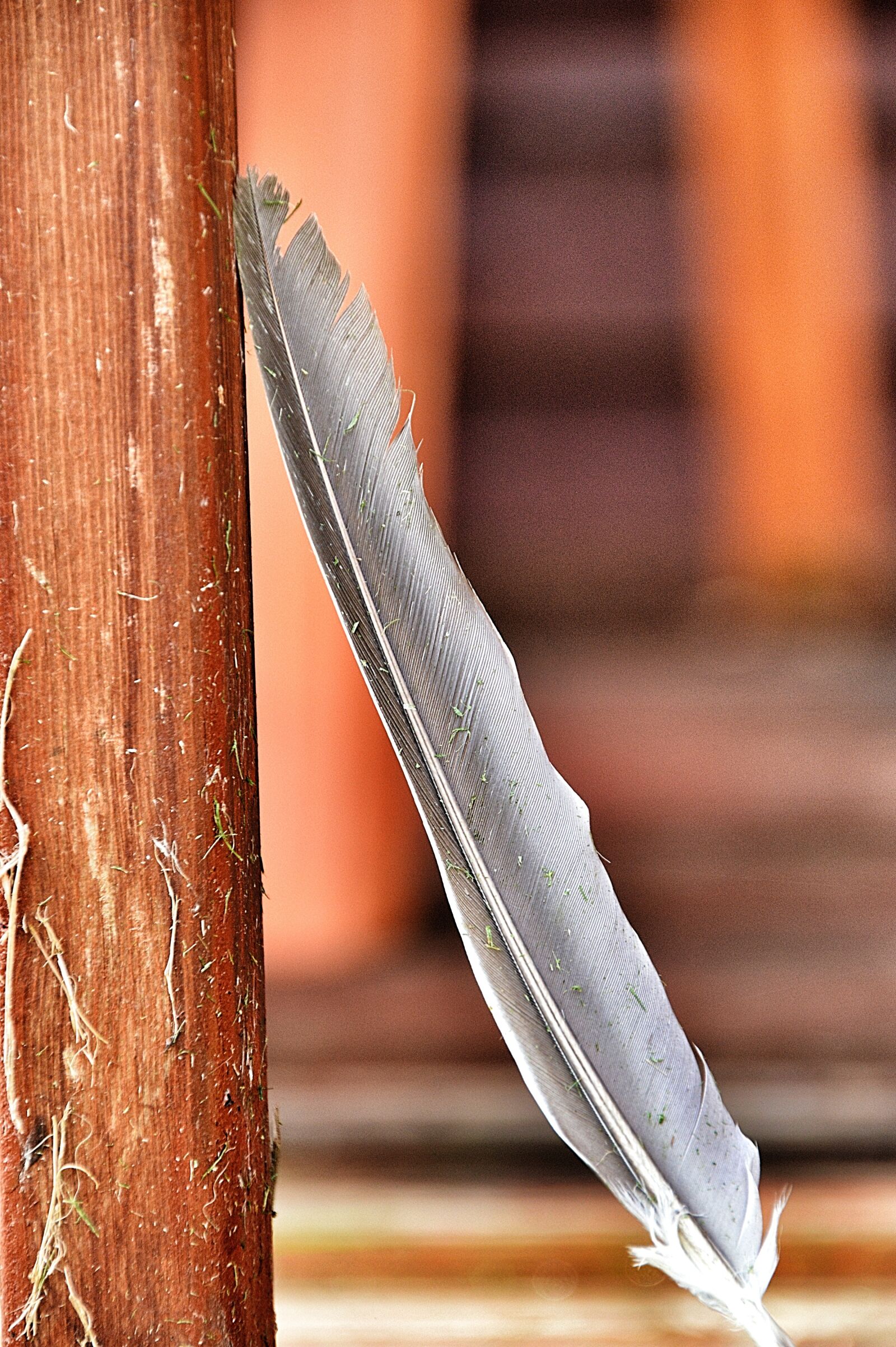 Nikon D3200 sample photo. Feather, wood, still life photography