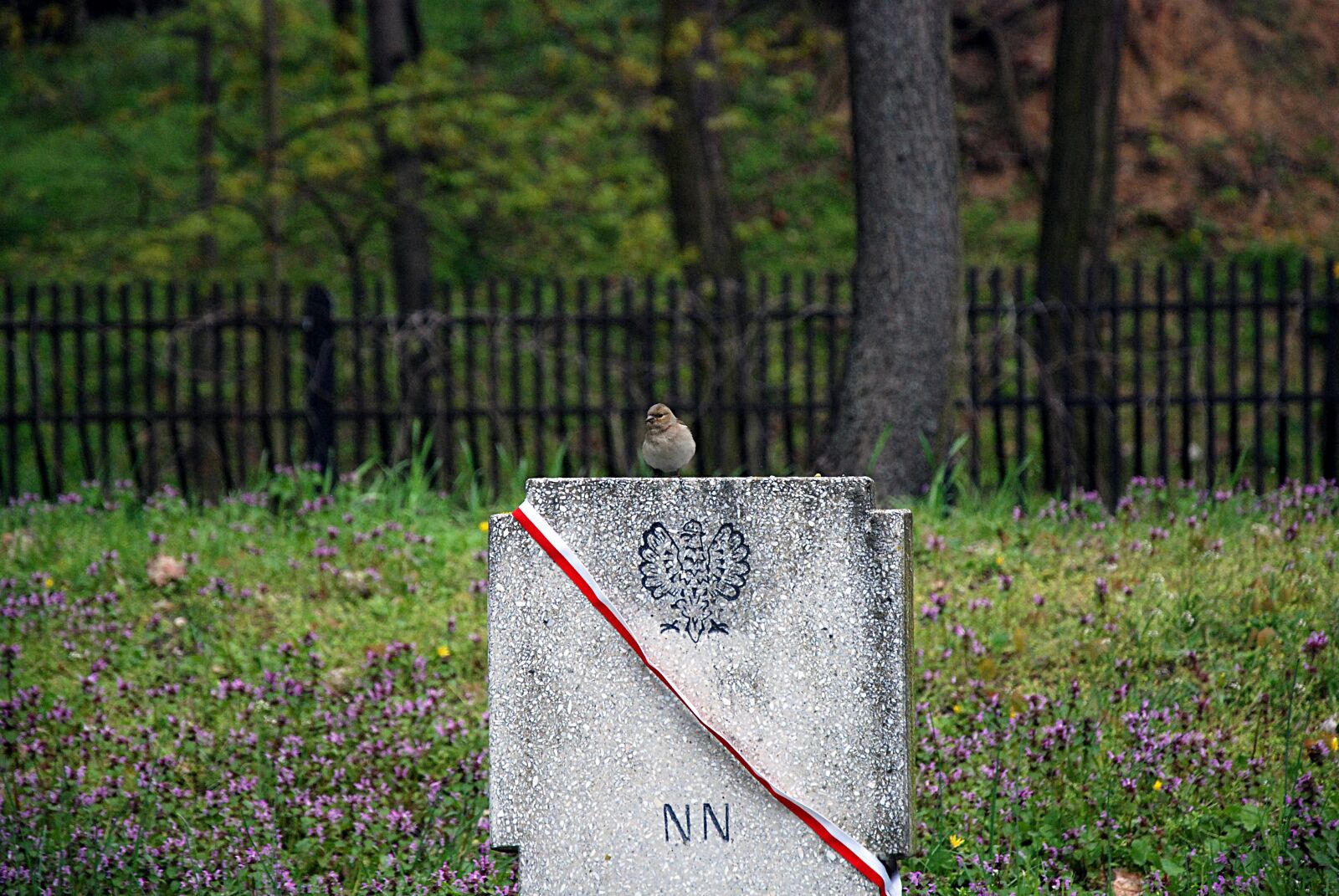 Nikon D80 sample photo. Cemetery, tombstone, poland photography