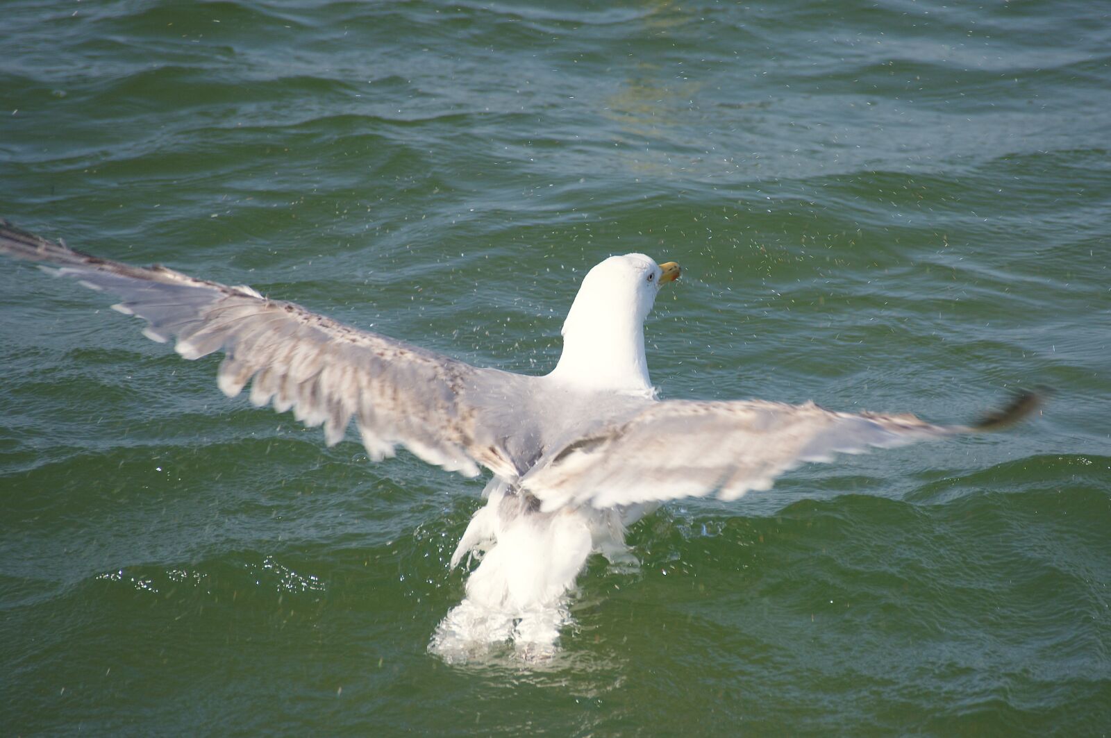 Sony Alpha DSLR-A350 sample photo. Gull, water, swim photography