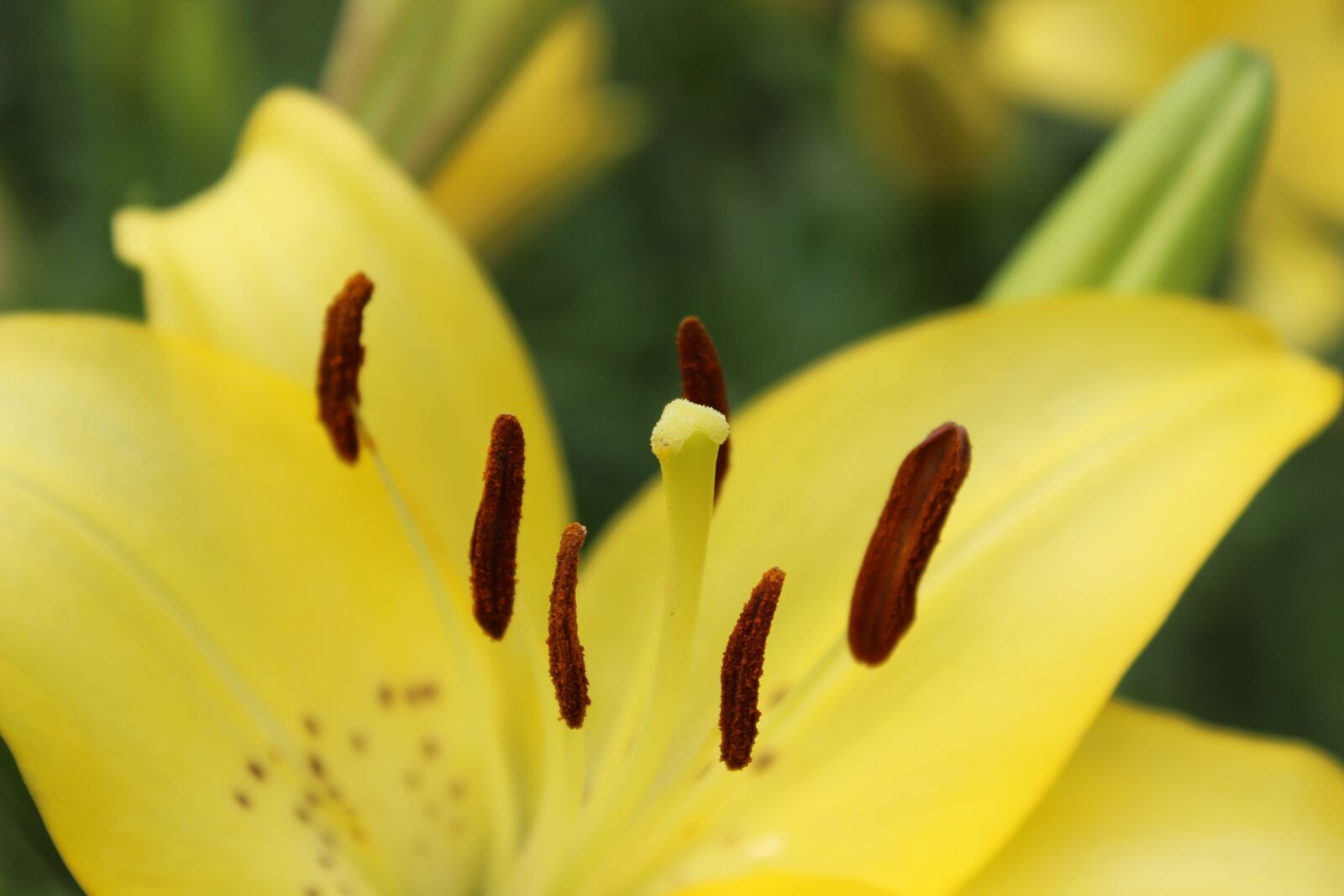 Canon EOS 600D (Rebel EOS T3i / EOS Kiss X5) sample photo. Flower, summer, summer flower photography