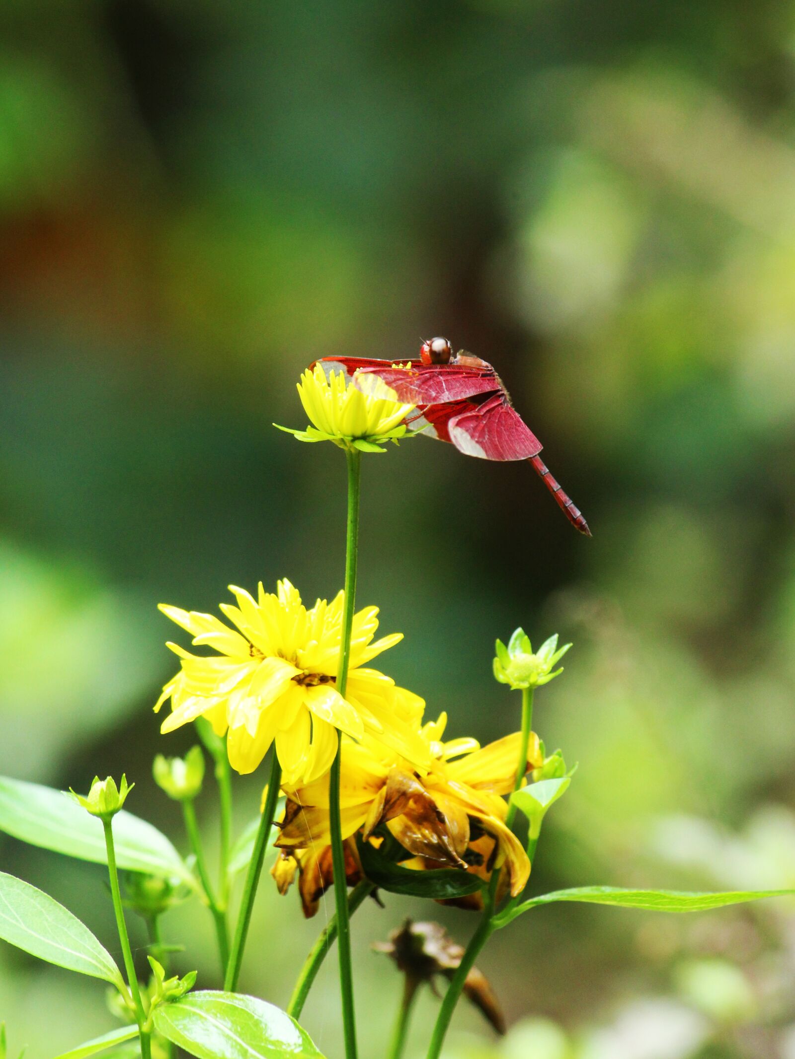 Canon EOS 1300D (EOS Rebel T6 / EOS Kiss X80) sample photo. Dragonfly, red, crimson photography