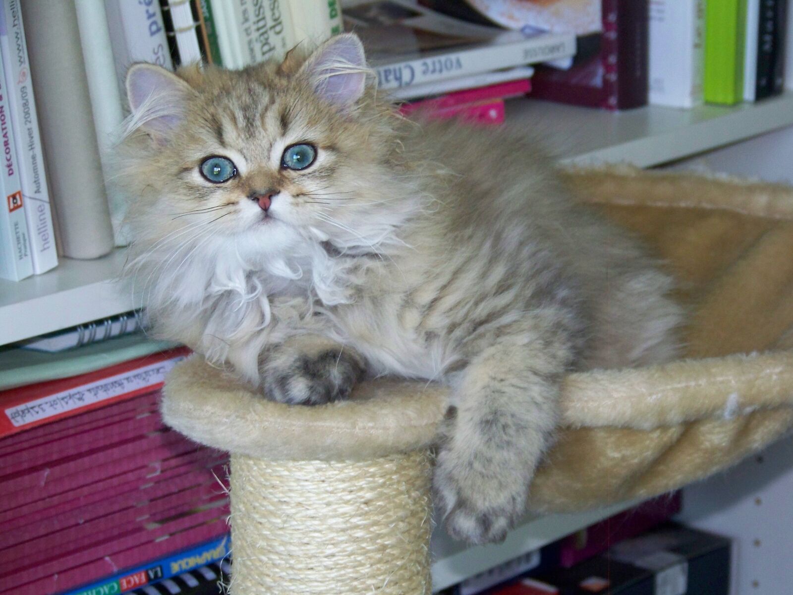 Kodak Z712 IS ZOOM DIGITAL CAMERA sample photo. Cat, persian, persian golden photography
