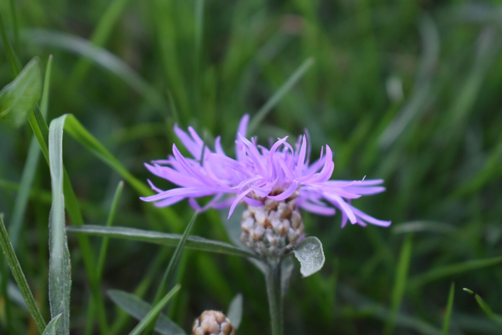Nikon D3500 sample photo. Flower, purple, nature photography