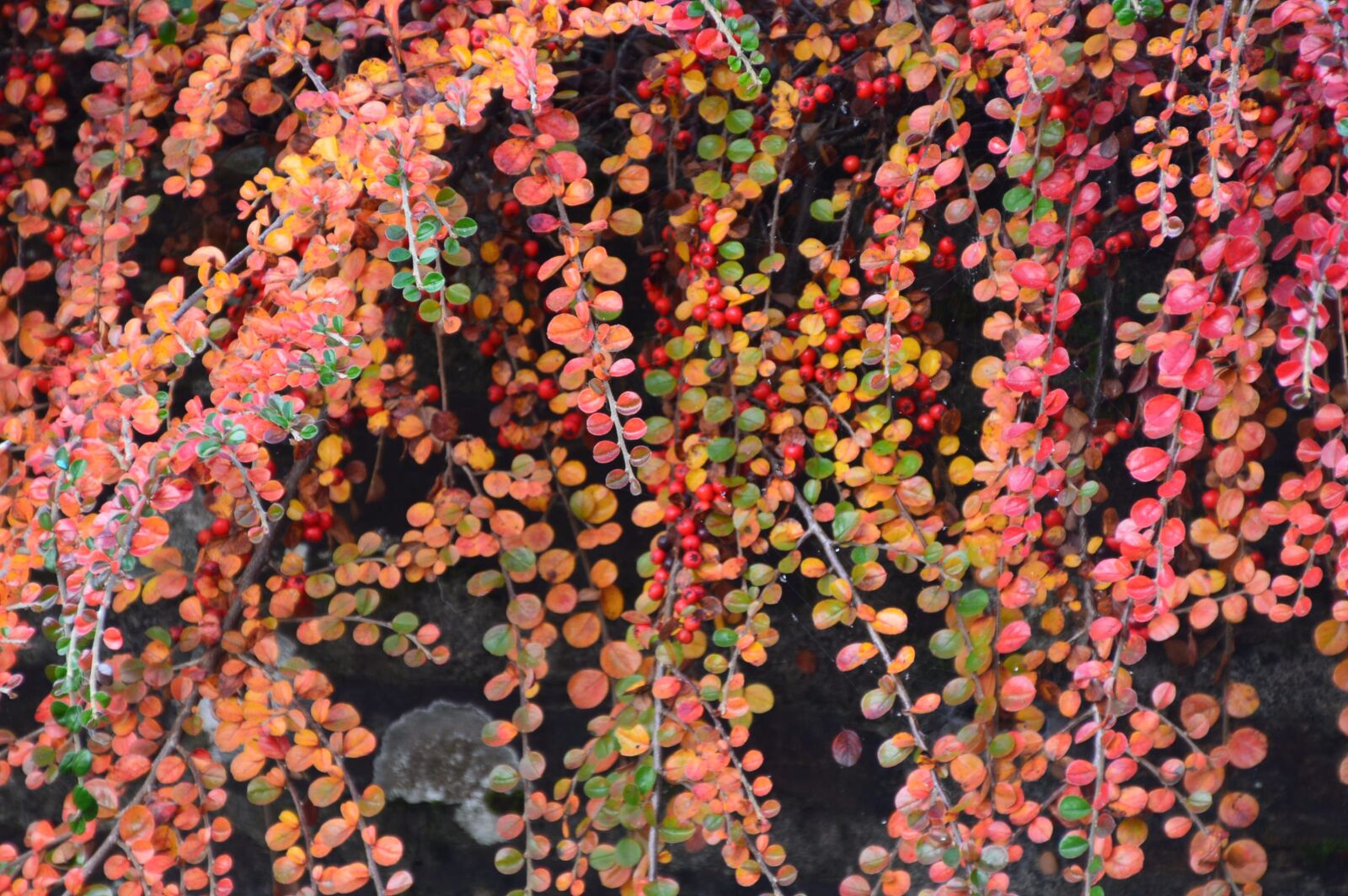 Nikon D3200 sample photo. Leaves, foliage, branch photography
