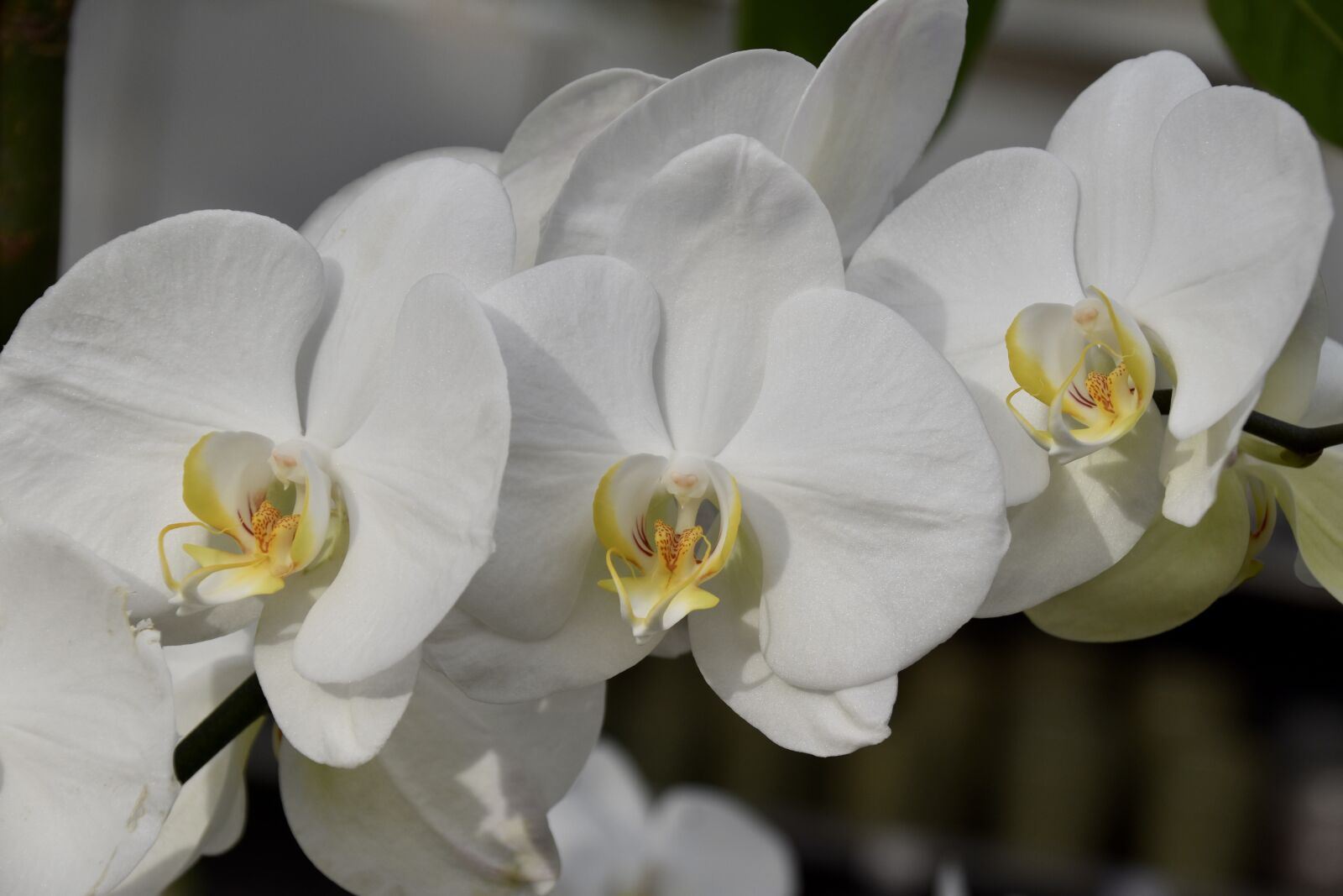 Nikon D5600 sample photo. Flower, orchid, white flowers photography