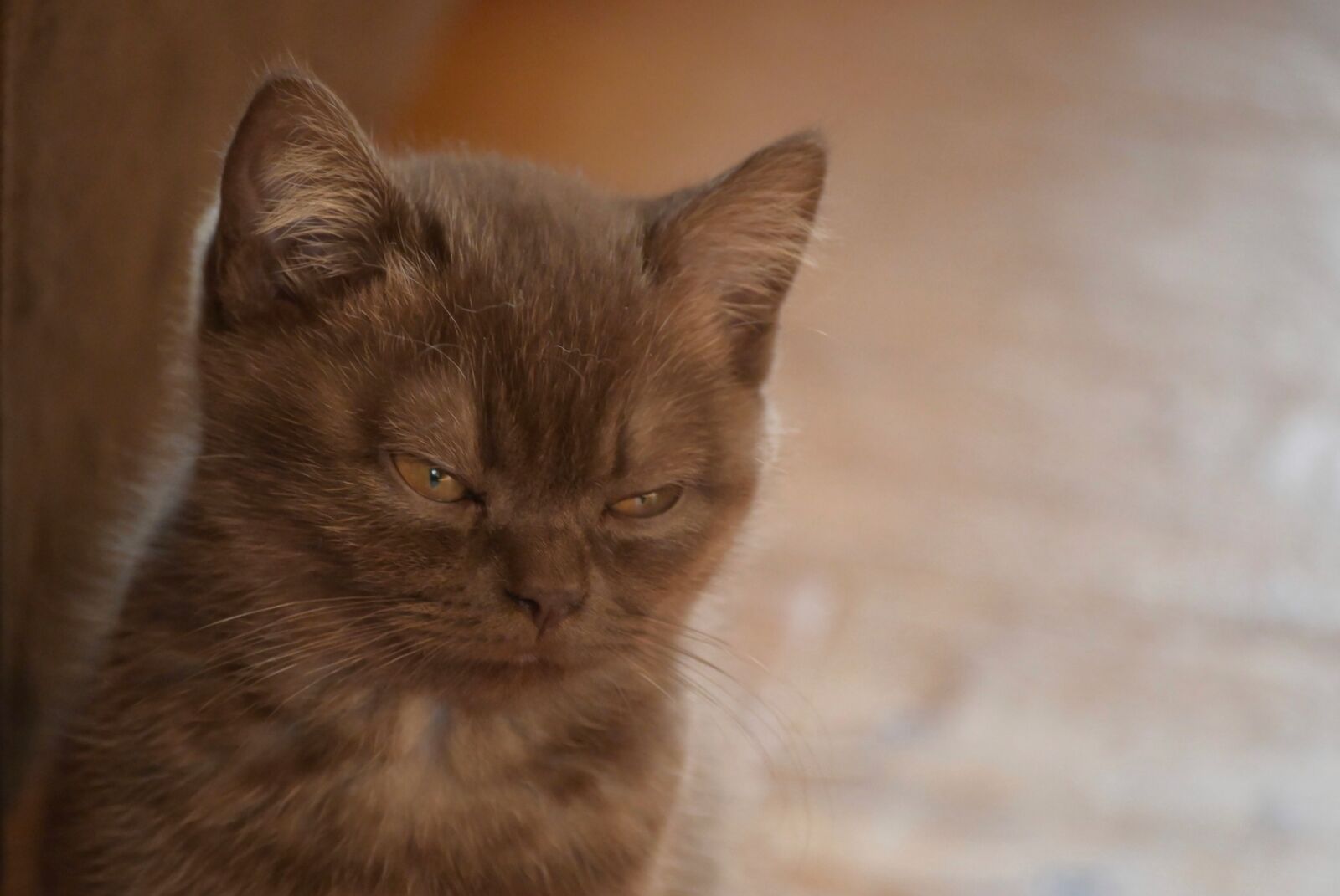 Nikon Z6 sample photo. Cat, kitten, pet photography