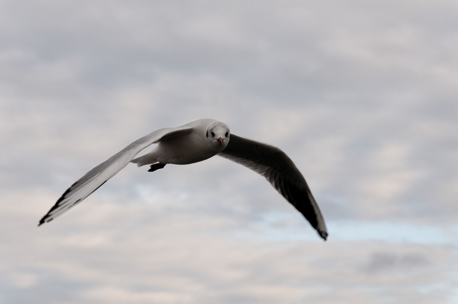 Nikon D300 sample photo. Seagull, bird, flight photography
