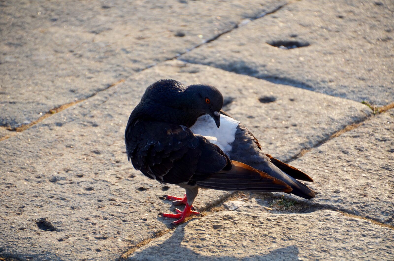 Nikon D7000 sample photo. Dove, bird, review photography