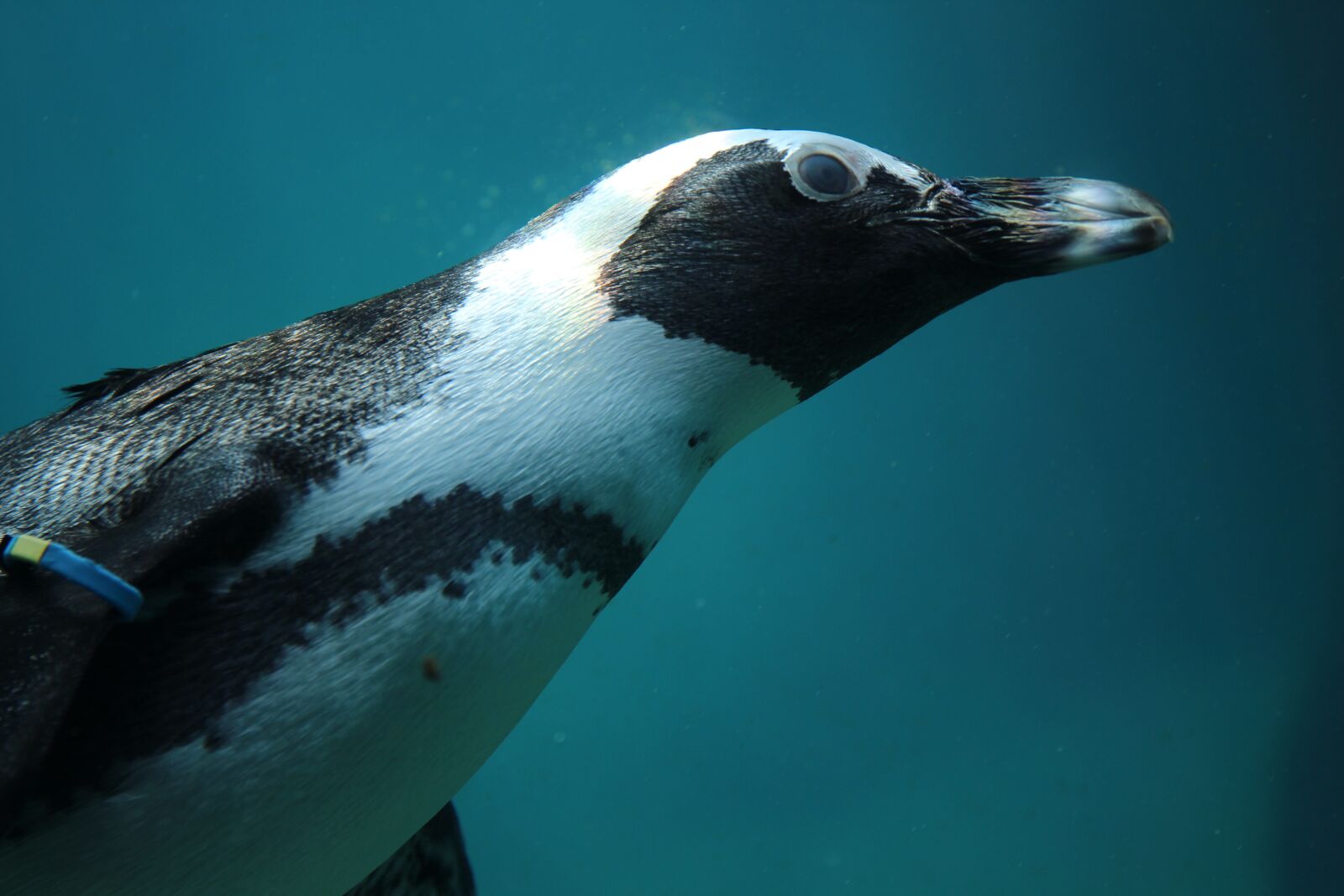 Canon EOS 700D (EOS Rebel T5i / EOS Kiss X7i) + Canon EF 24-70mm F4L IS USM sample photo. Penguin, water, bird photography