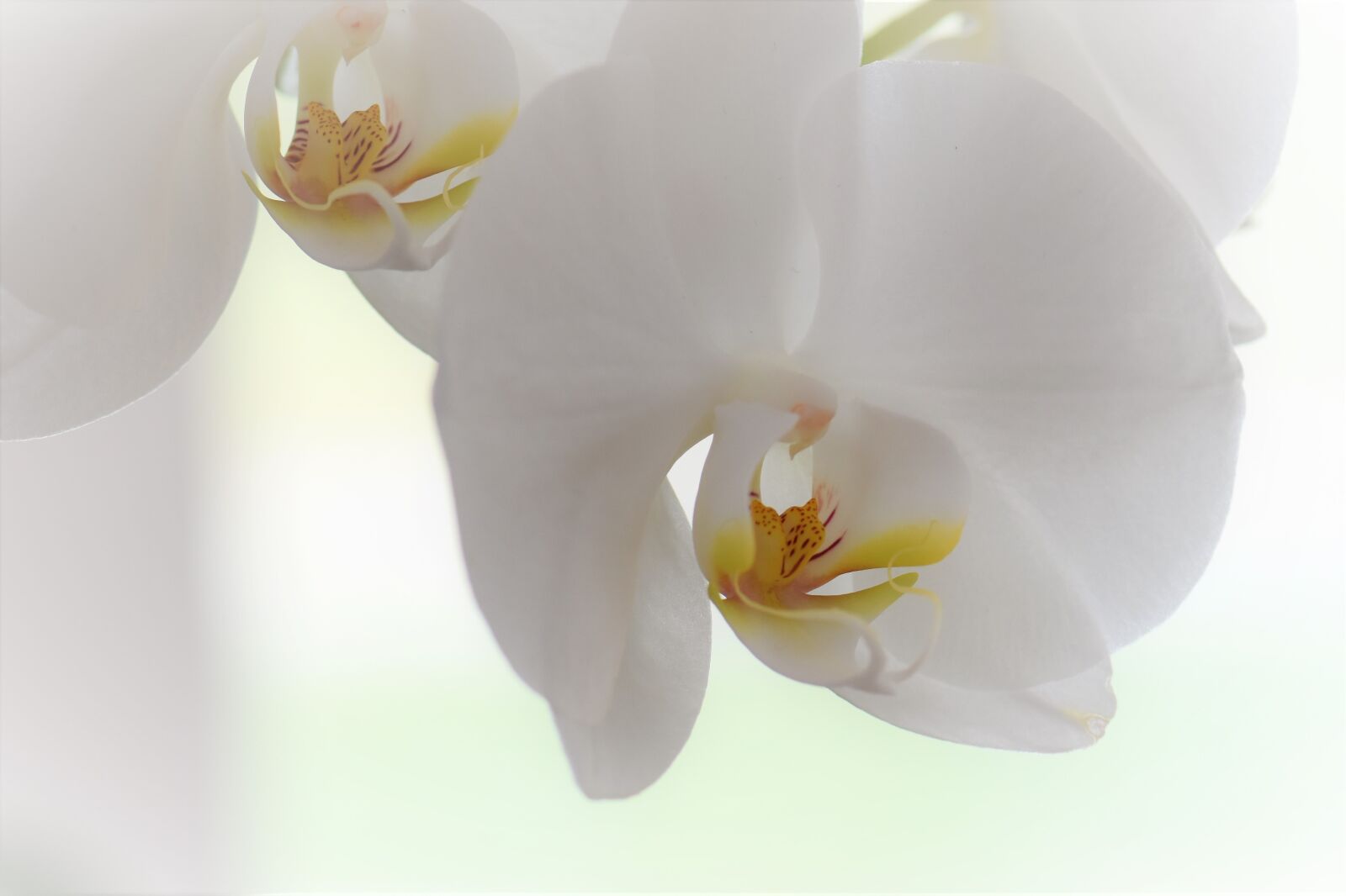 Nikon D5500 sample photo. Orchid, flower, blossom photography