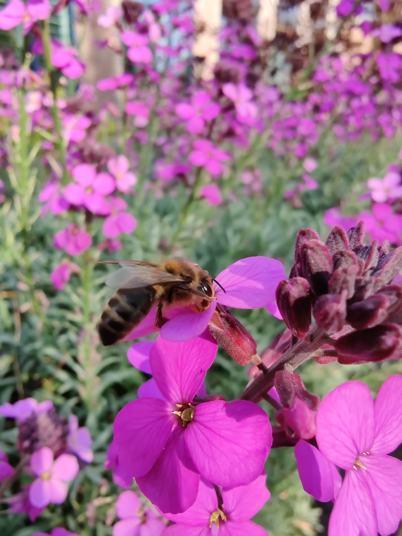 OnePlus HD1903 sample photo. Bee, honesty, bees photography
