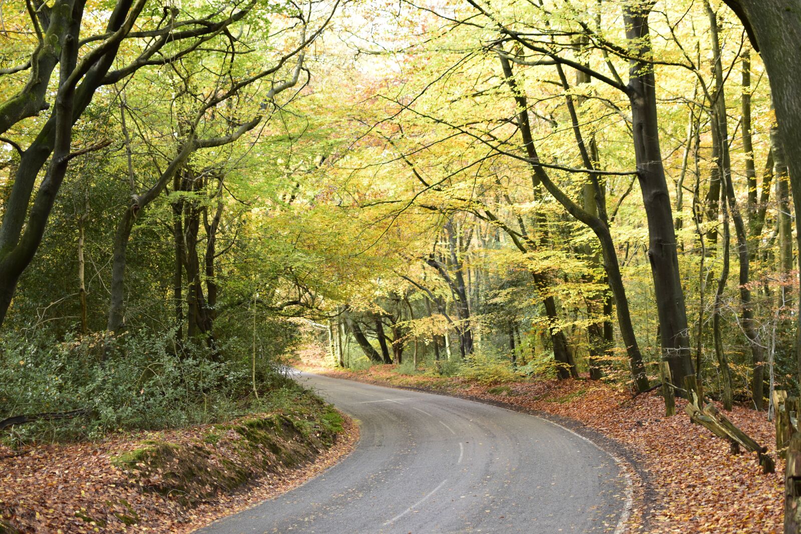 Nikon D5300 sample photo. Leith hill, england, forest photography