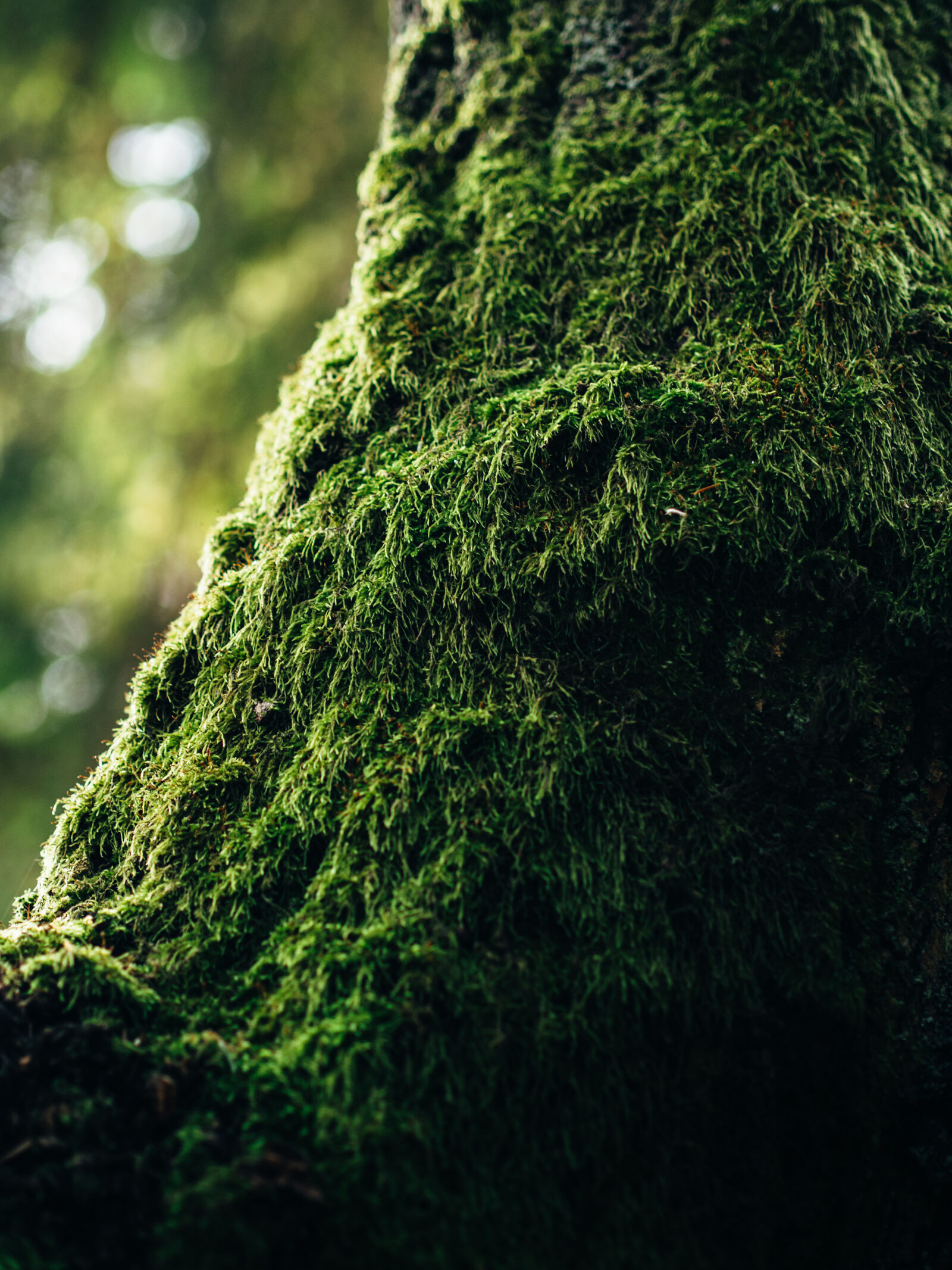 Olympus OM-D E-M5 + Olympus M.Zuiko Digital 45mm F1.8 sample photo. Nature, moss, plant, tree photography