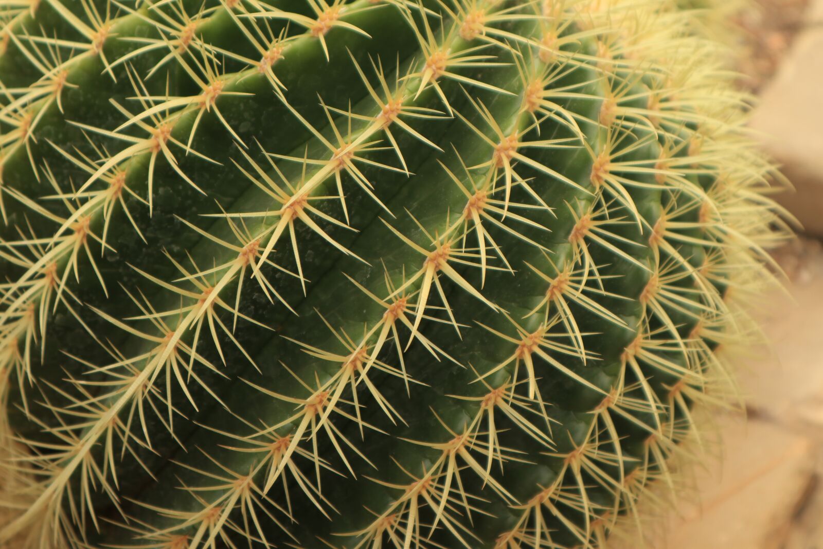 Canon EOS M100 sample photo. Plant, cactus, succulent photography