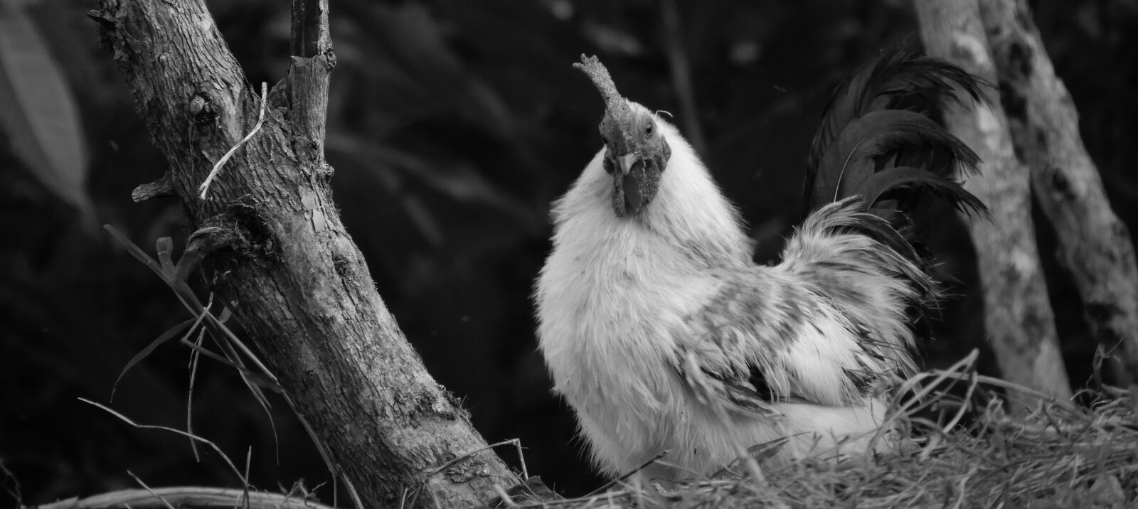 Nikon Coolpix B700 sample photo. Nature, ave, hen photography