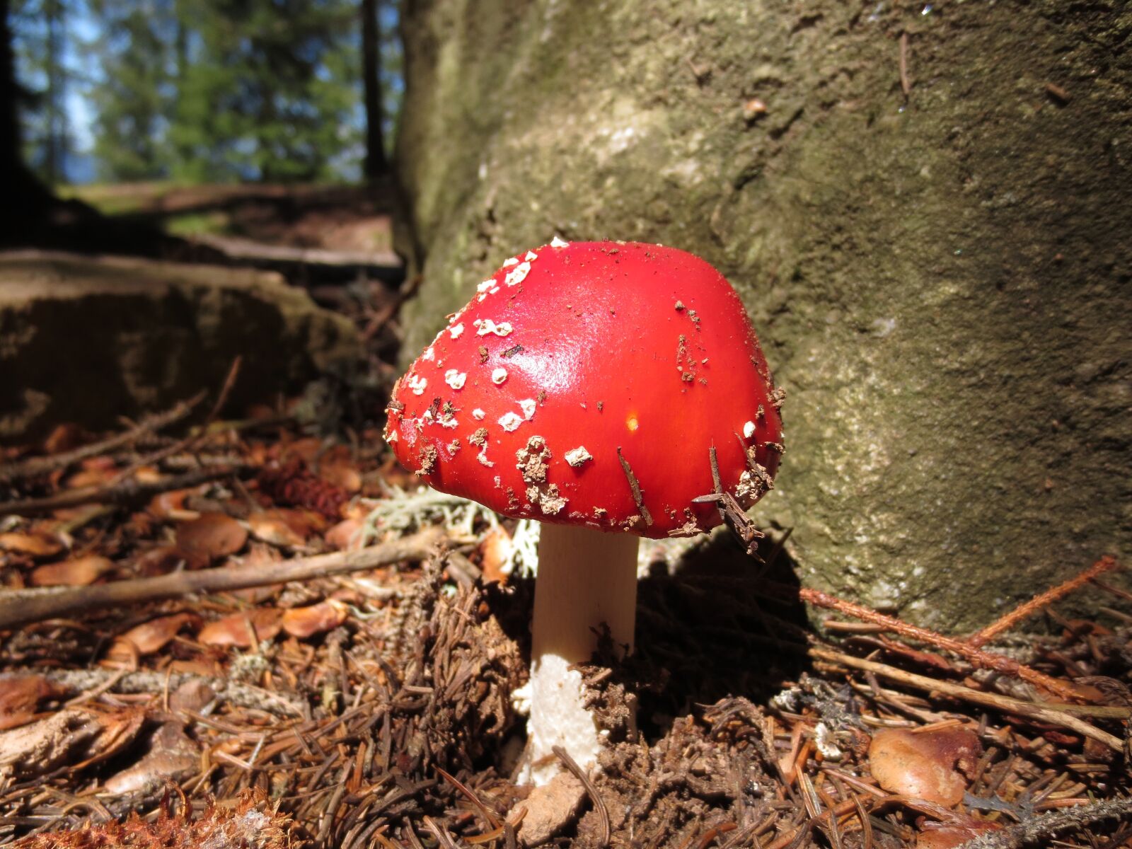 Canon IXUS 240 HS sample photo. Mushroom, fly agaric, forest photography