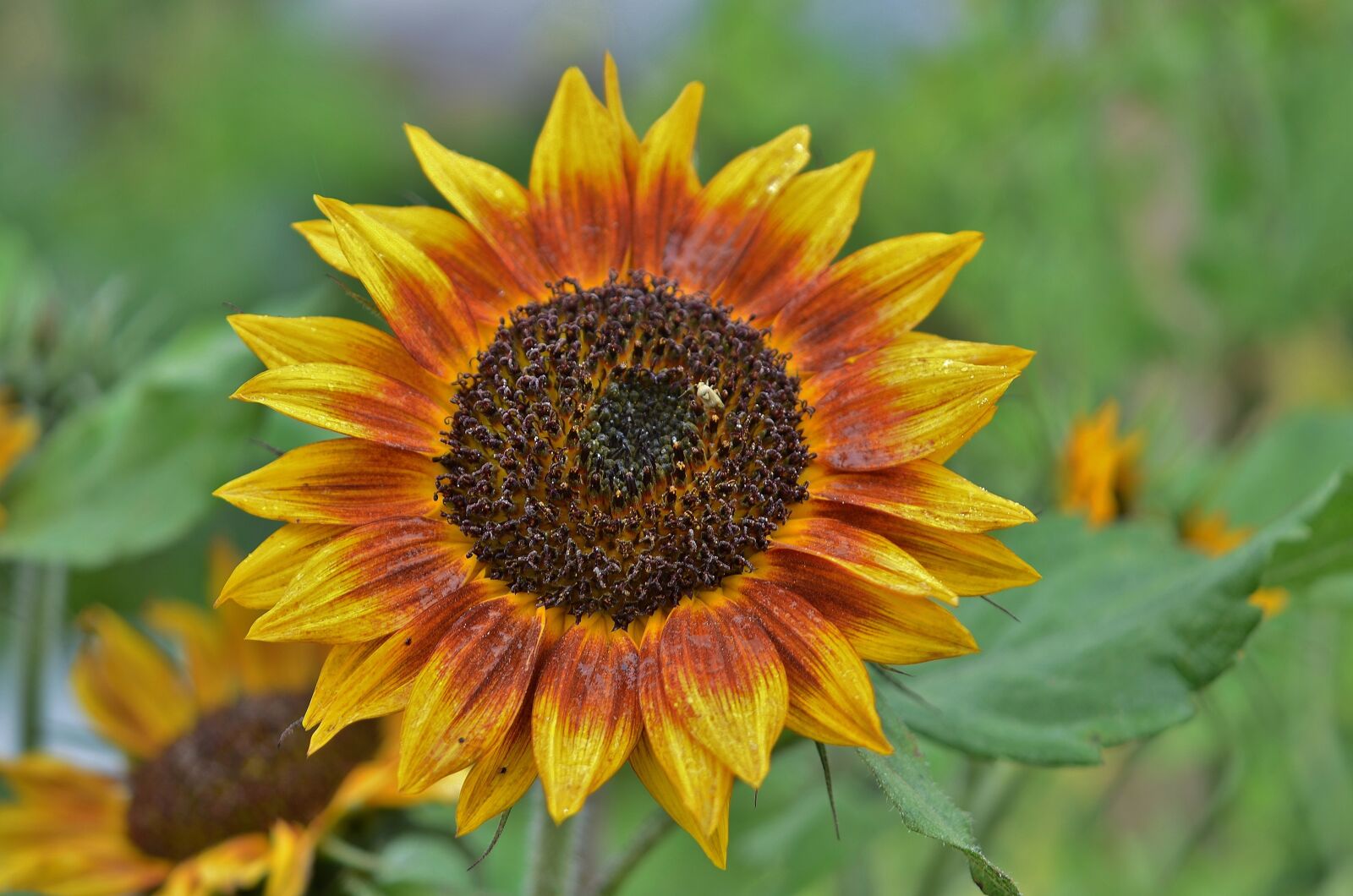 Nikon D7000 sample photo. Flower, natur, spring photography