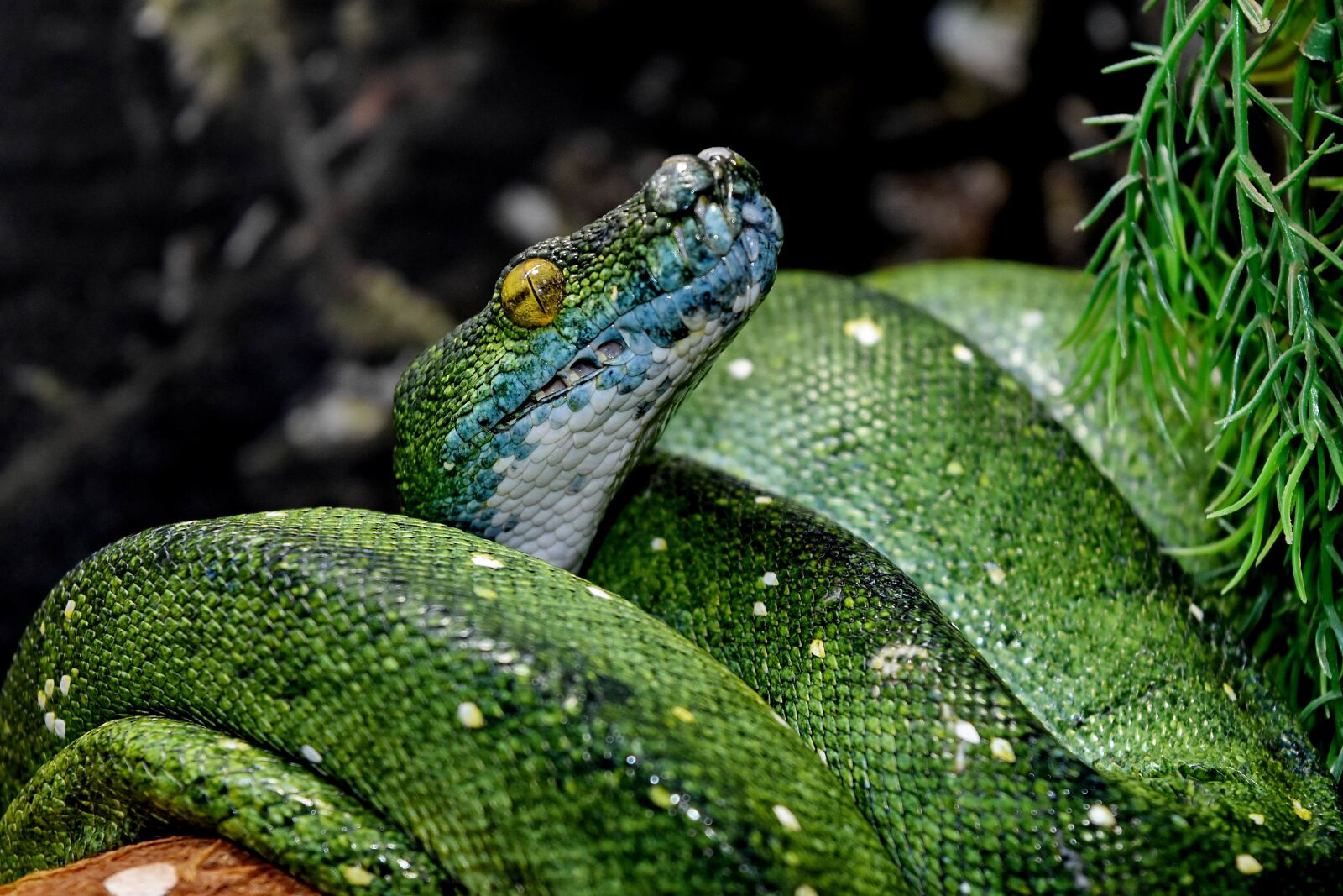 Nikon D5500 sample photo. Biology, danger, green snake photography